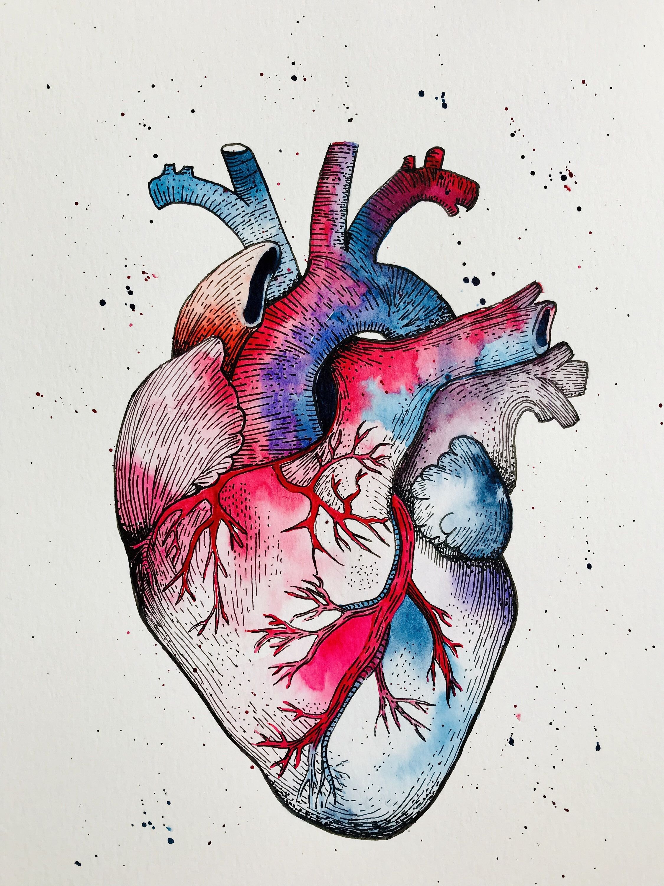Орган сердце человека рисунок. Сердце рисунок. Человеческое сердце арт.