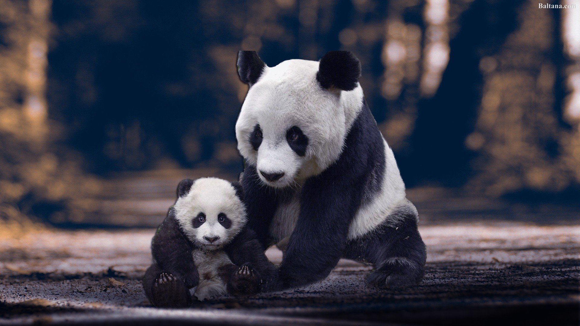Поставь панда 4. Стол Панда. Панда на рабочий стол. Панда красивое фото. Картинки на рабочий стол Панда.