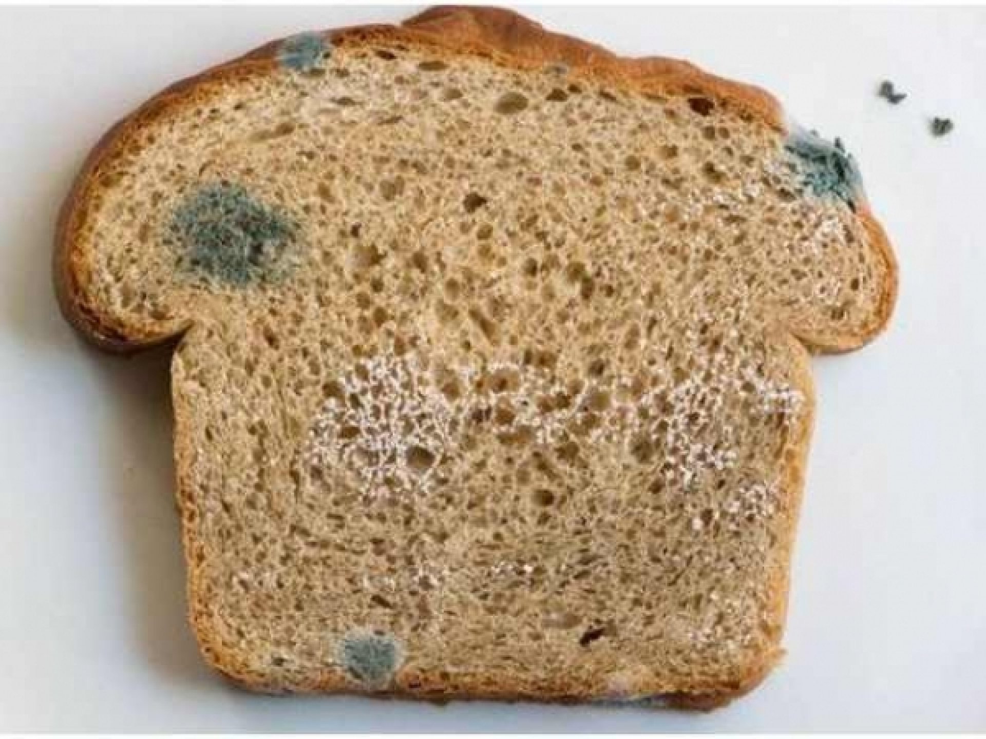 Кусочек хлеба с плесенью. Плесень на хлебе. Плесень мукор на хлебе. Черная плесень на хлебе. Белая плесень на хлебе.