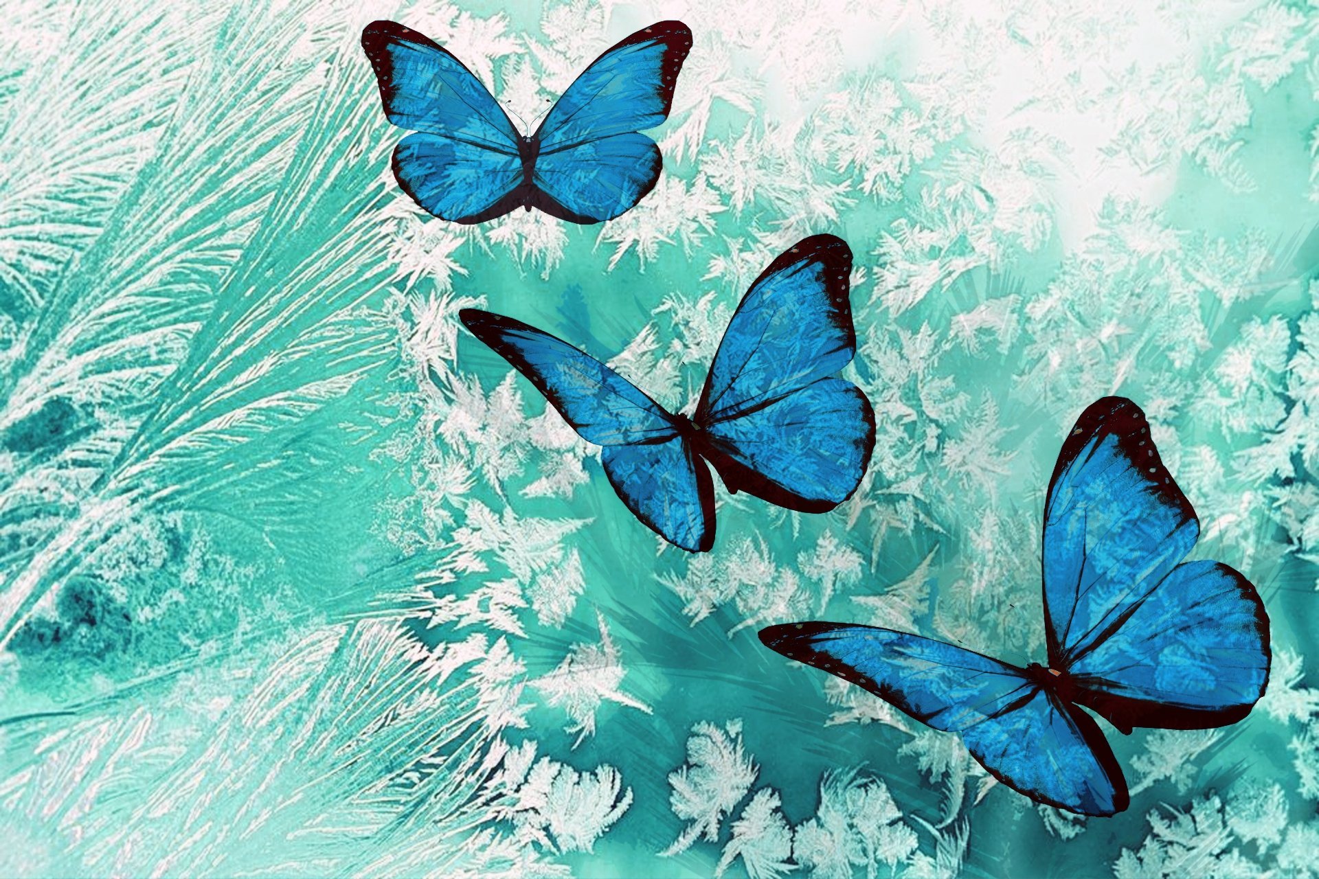 Нежные Бабочки Картинки