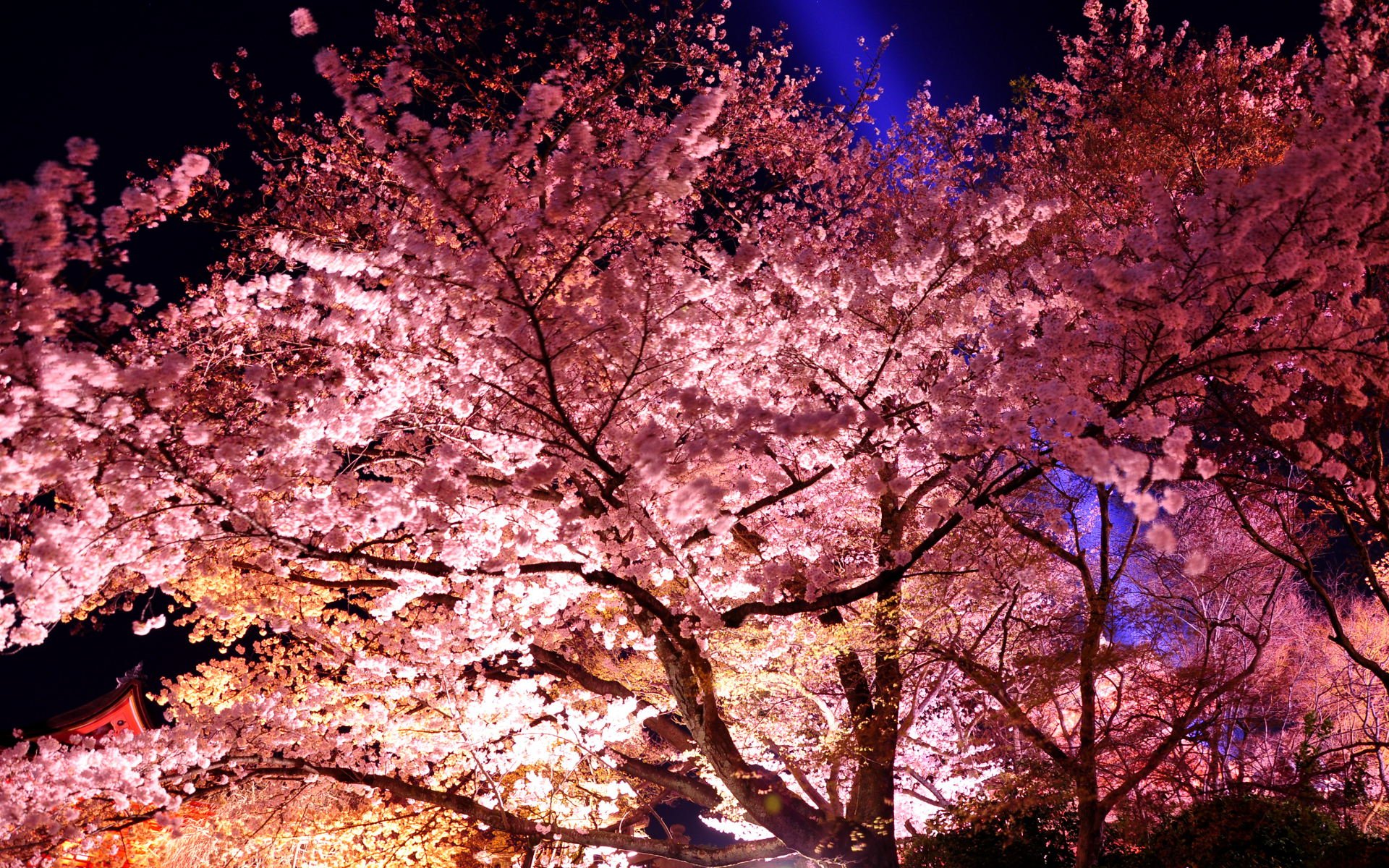 Сакура фонари. Япония дерево Сакура. Цветение Сакуры. Красивая Сакура. Сакура фон.