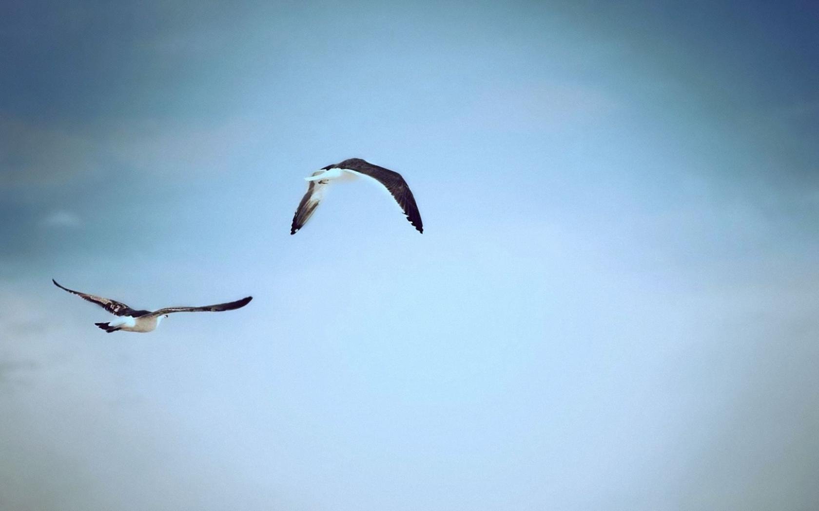 Способность птиц летать всегда. Птицы в небе. Птица в полете. Полет. Чайки в небе.