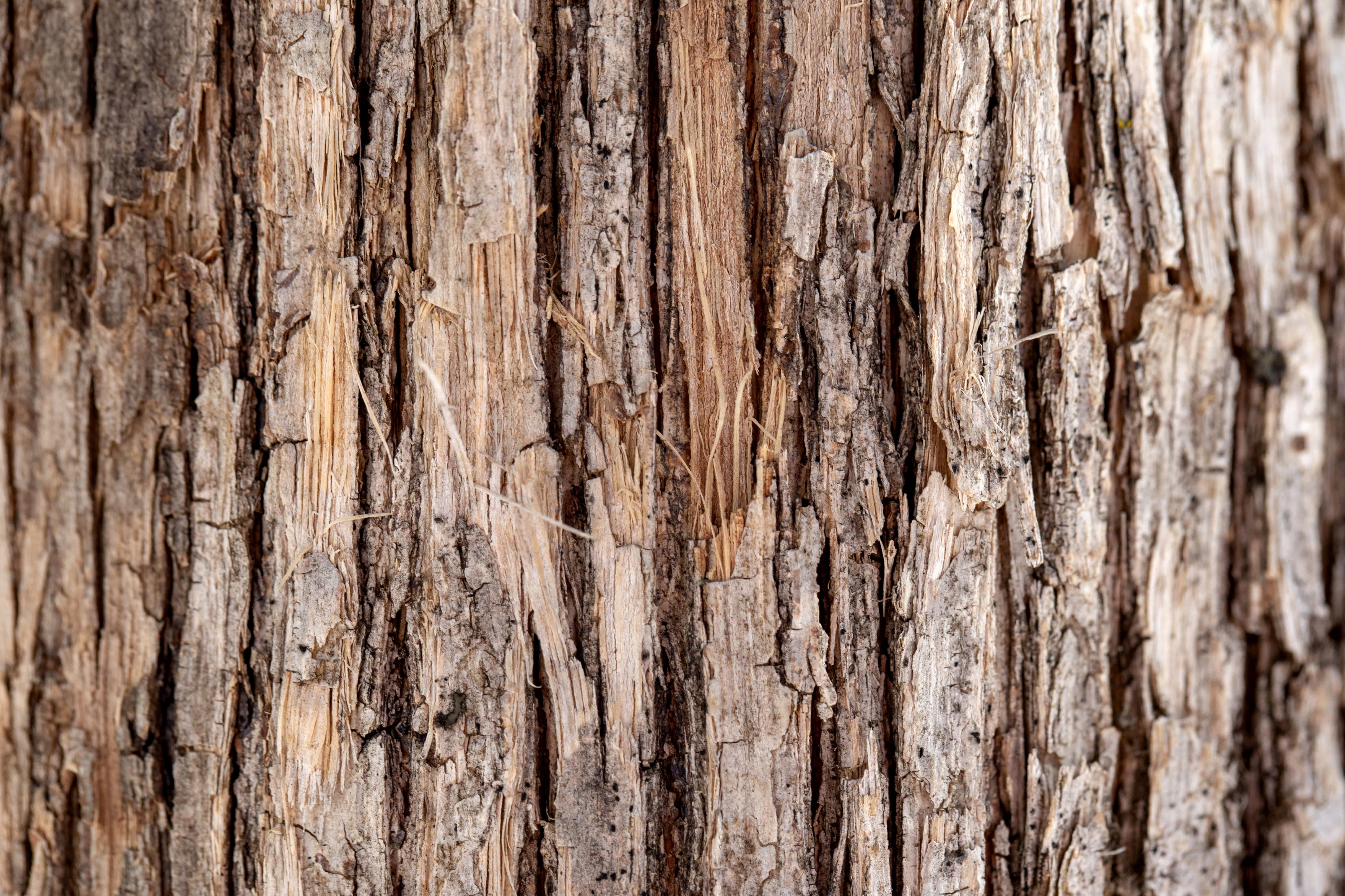 Древесный. Текстура дерева. Кора старого дерева. Фактурное дерево. Текстура коры дерева.
