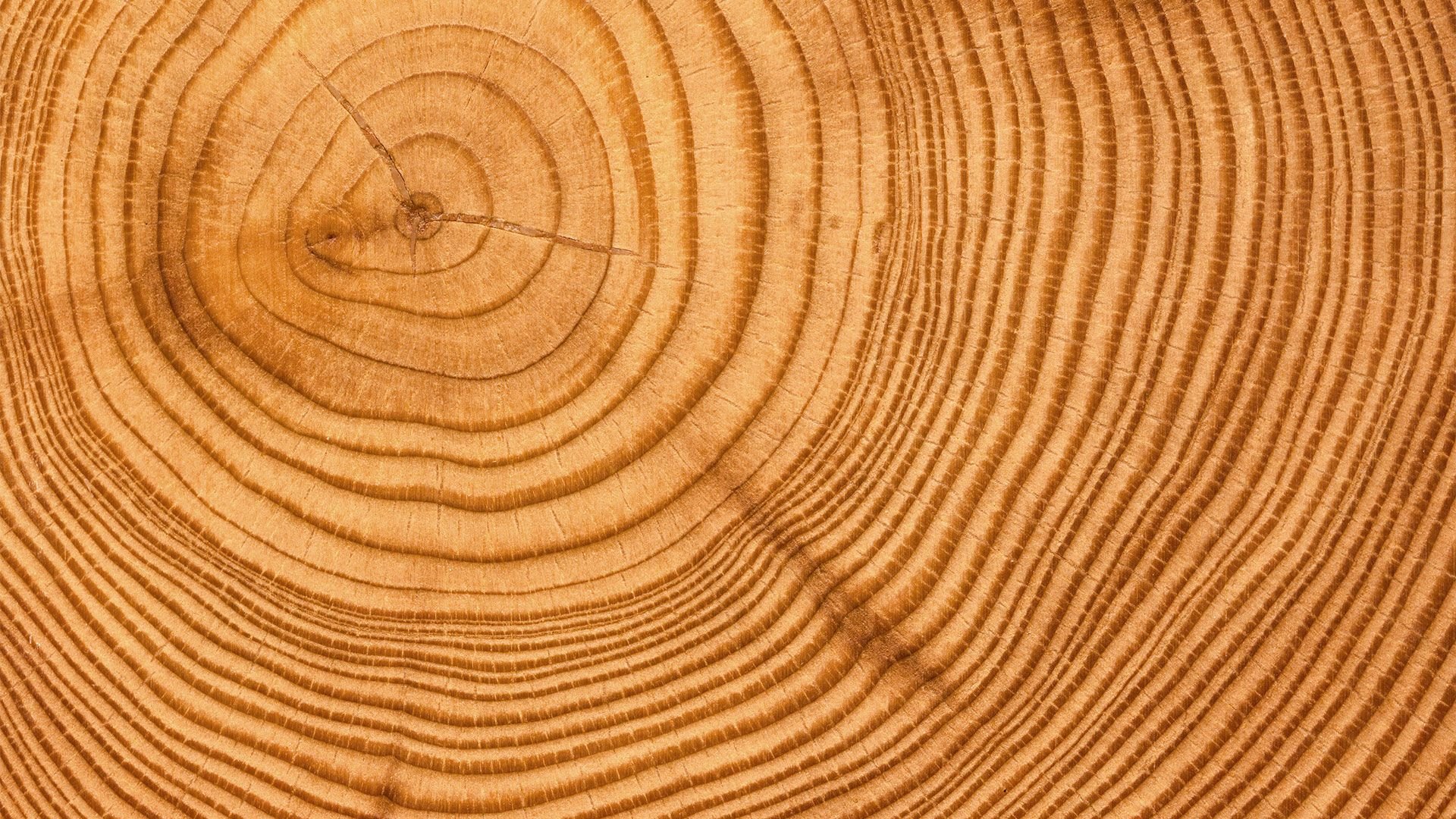 Срез дерева текстура - 29 фото