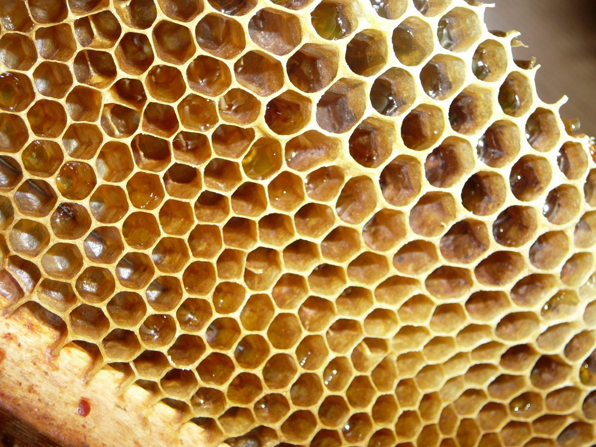 Как достают соты. Трипофобия пчелиные соты. Трипофобия соты медовые. L386 сом медовые соты. Пчелиный улей трипофобия.