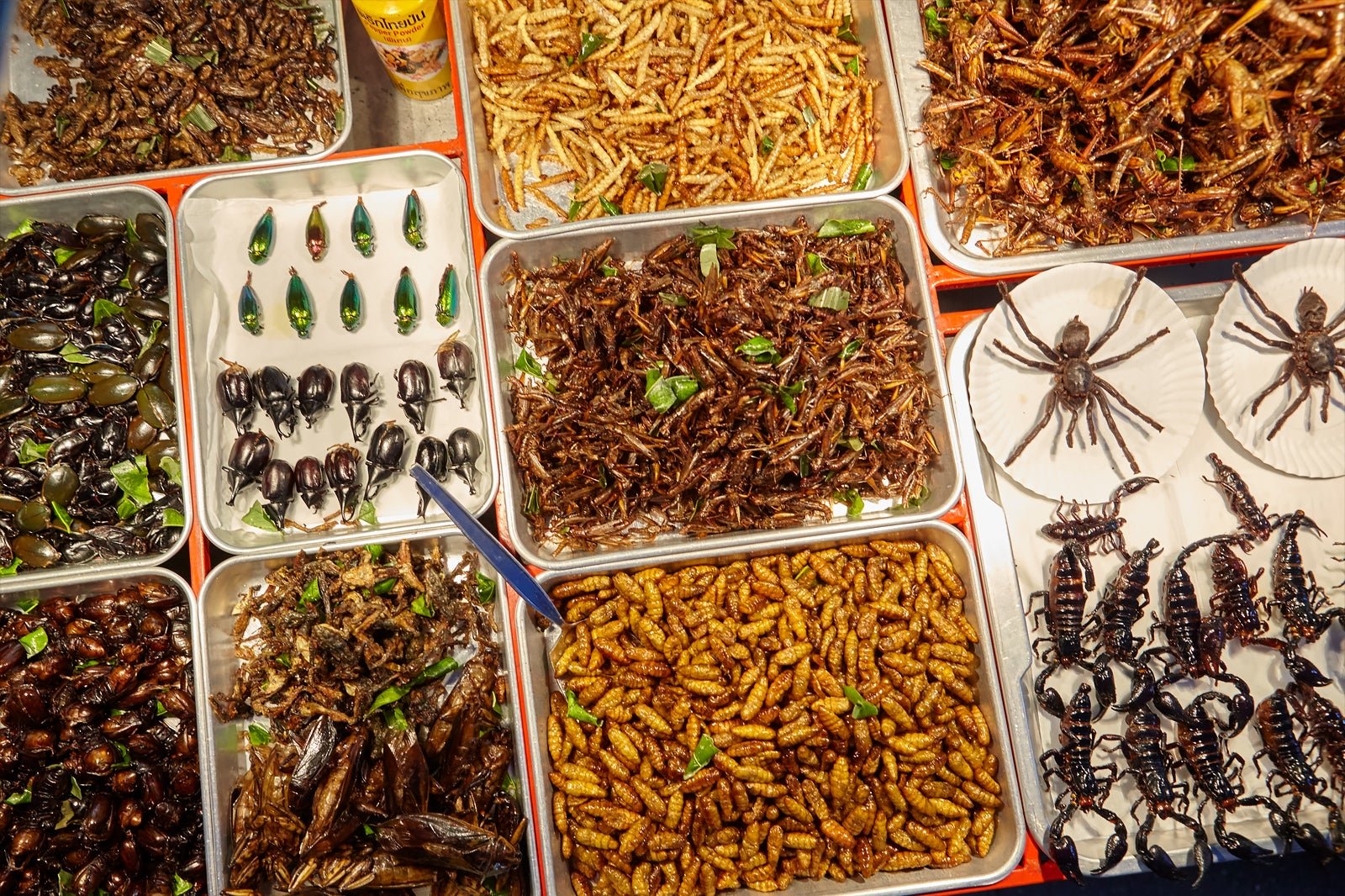Питание насекомых. Блюда из насекомых. Китайские блюда из насекомых. Еда Тайланда насекомые. Жареные насекомые в Тайланде.
