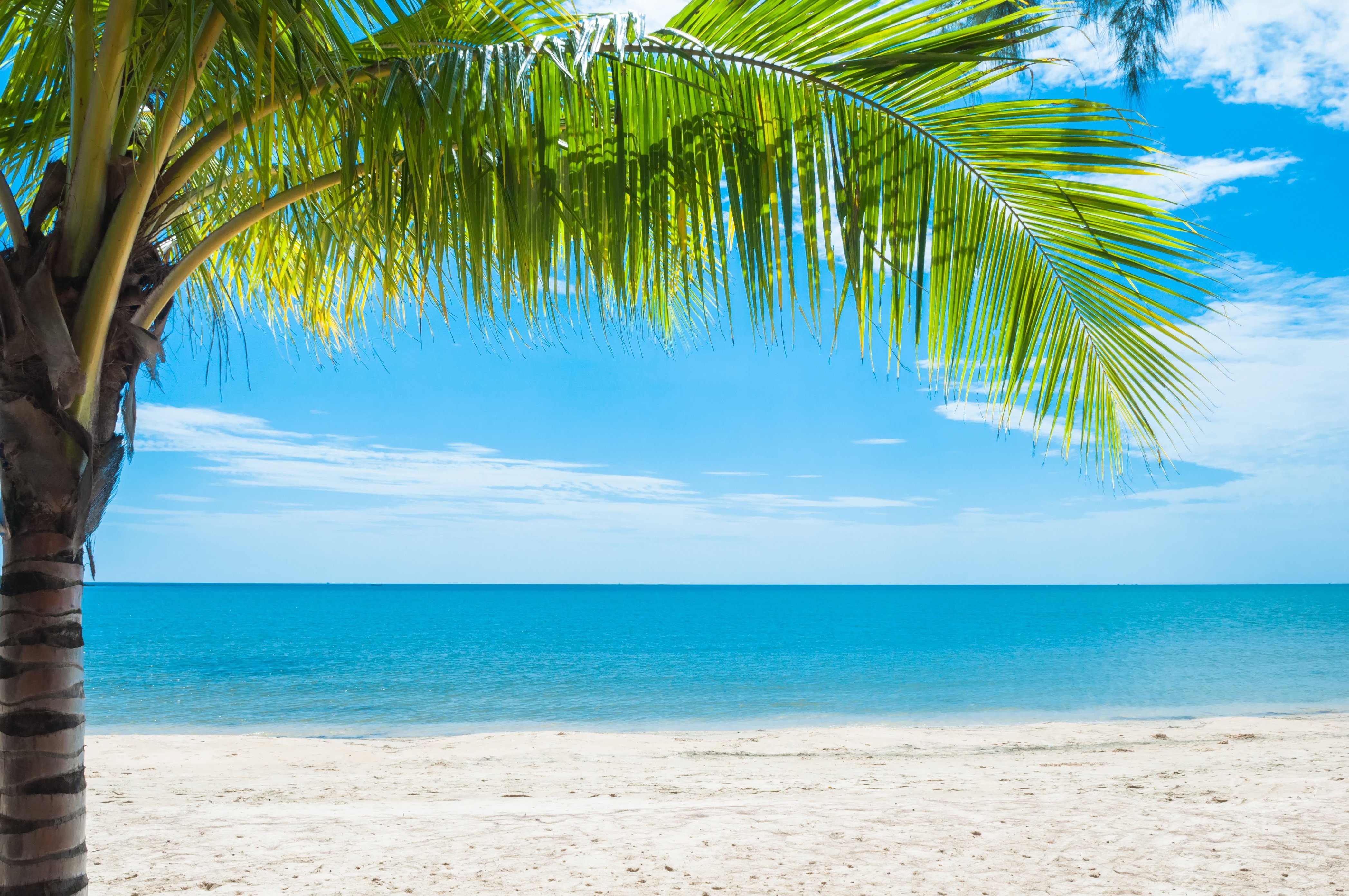 Beach tree. Парадиз остров Карибского моря. Море пляж пальмы. Побережье с пальмами. Море пальмы и песок.