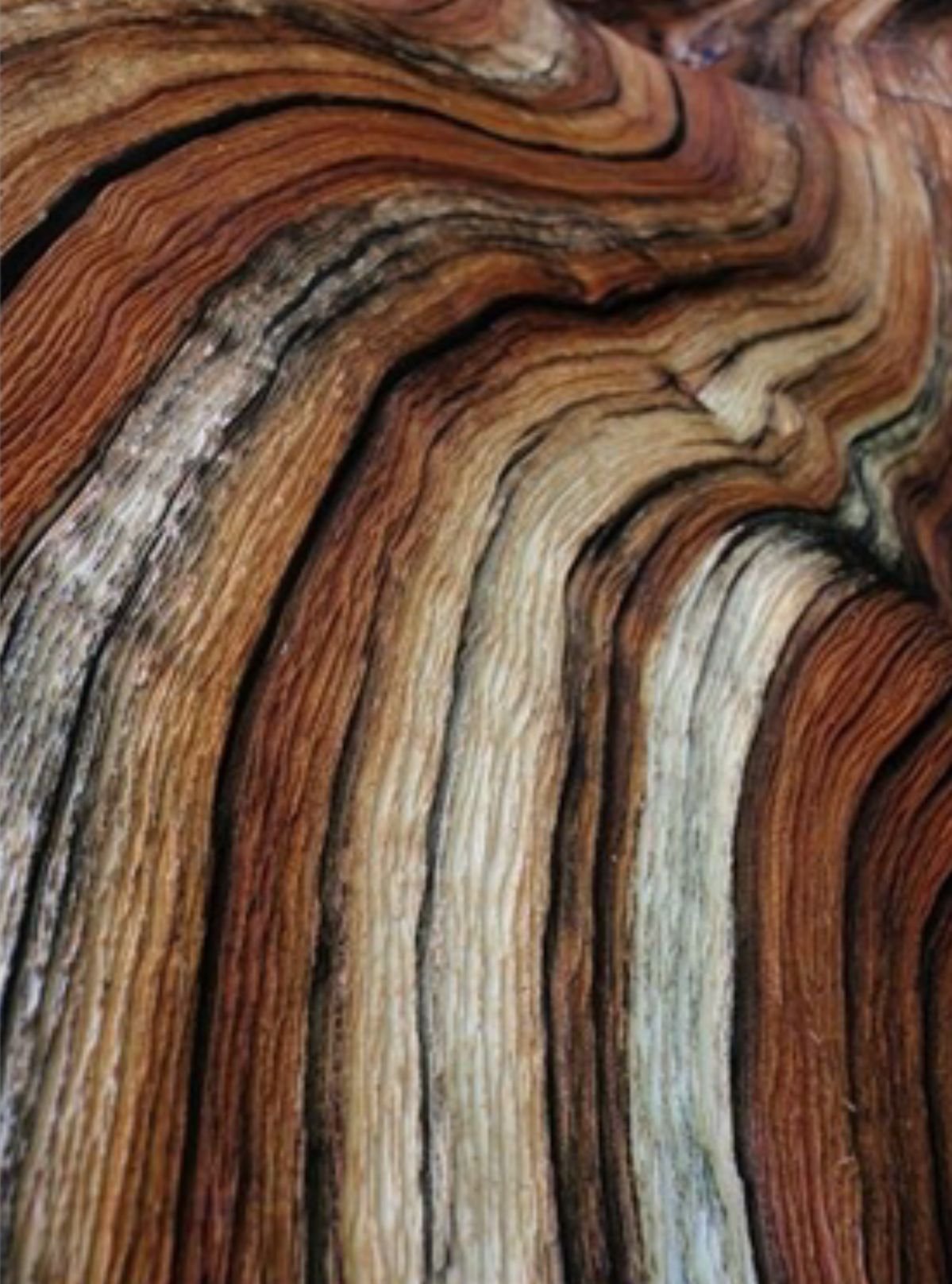 Текстура дорогого дерева