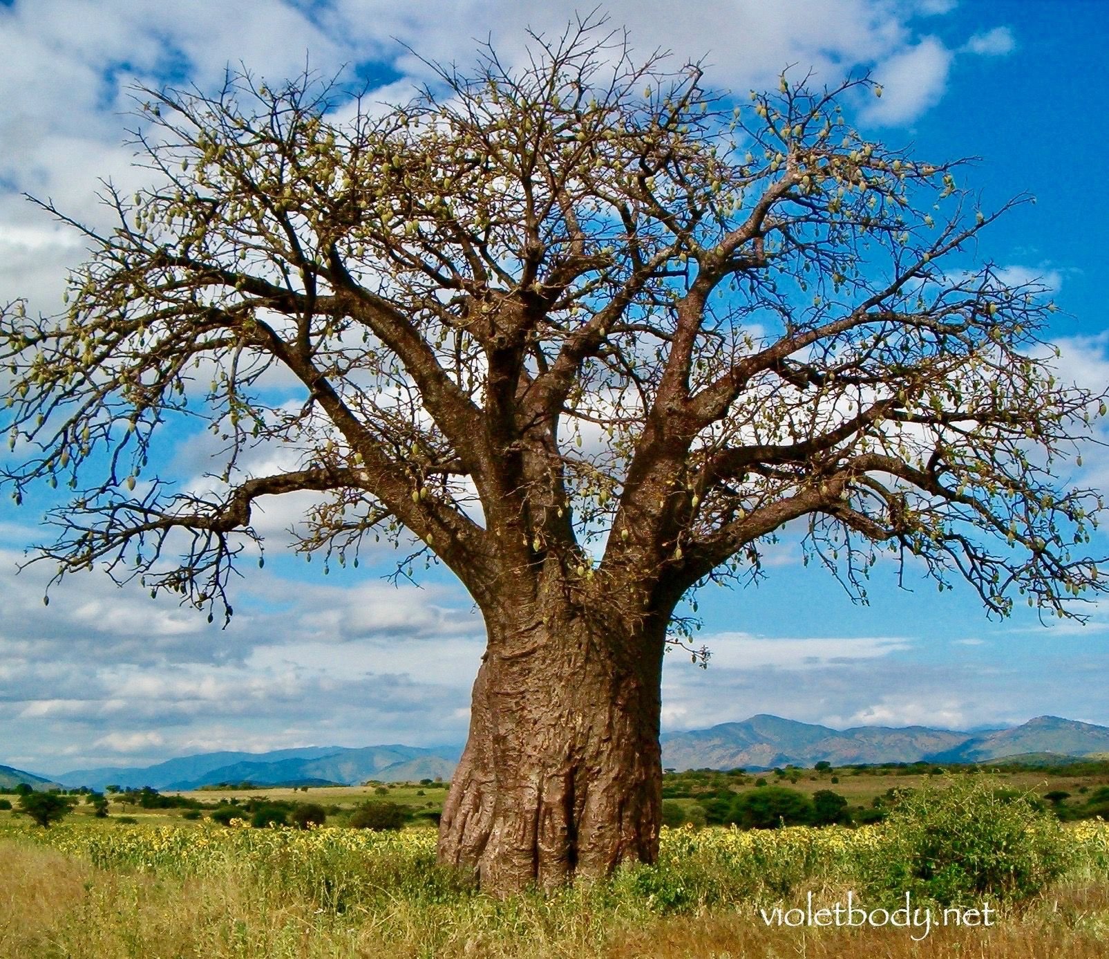 Баобаб википедия. Баобаб (Адансония пальчатая. Дерево в Африке баобаб. Акация и баобаб. Баобаб в саванне.