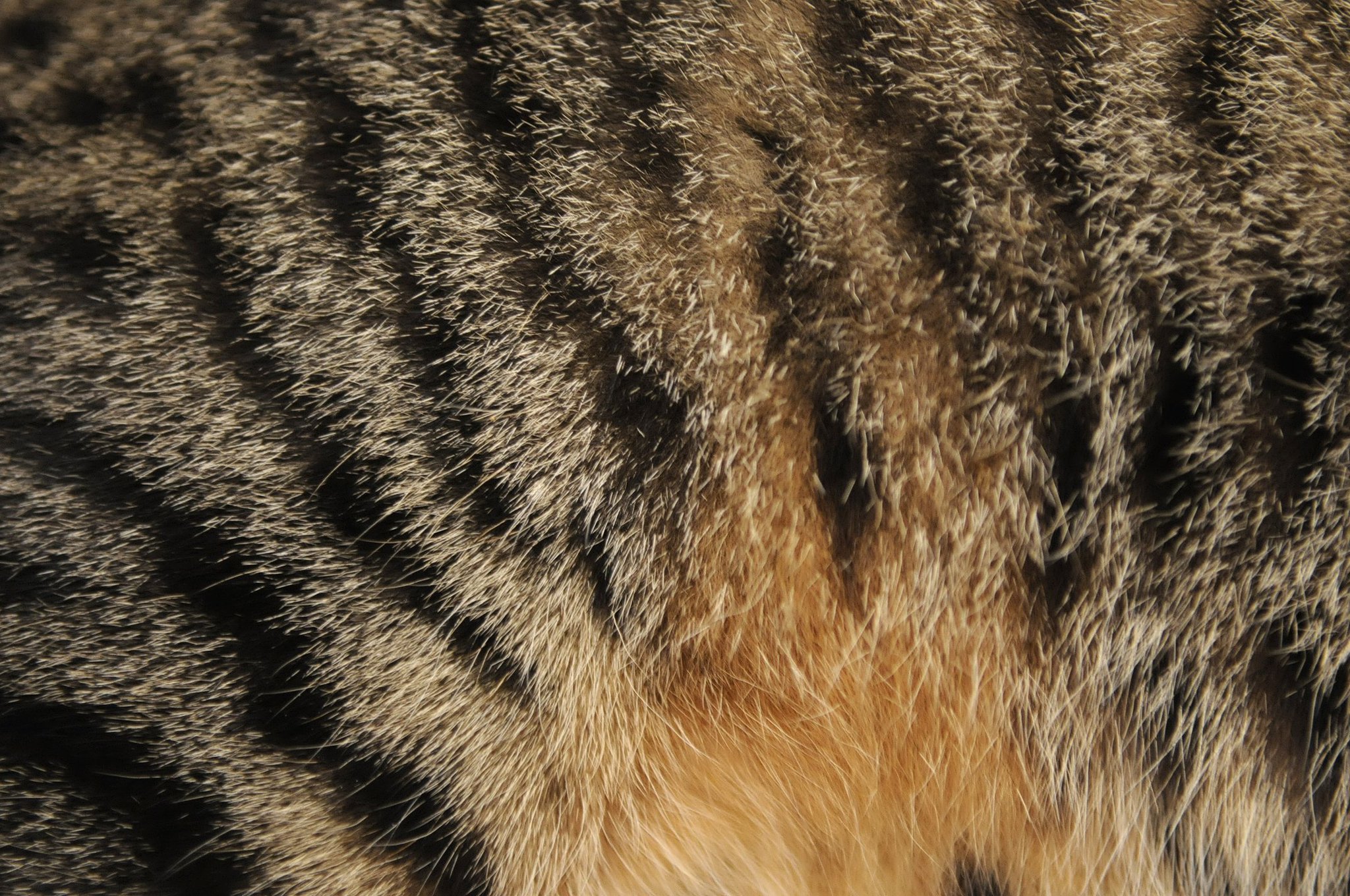 Полосатая шерсть. Шерсть кошки. Мех кота. Текстура шерсти кота. Кошачья шерсть текстура.