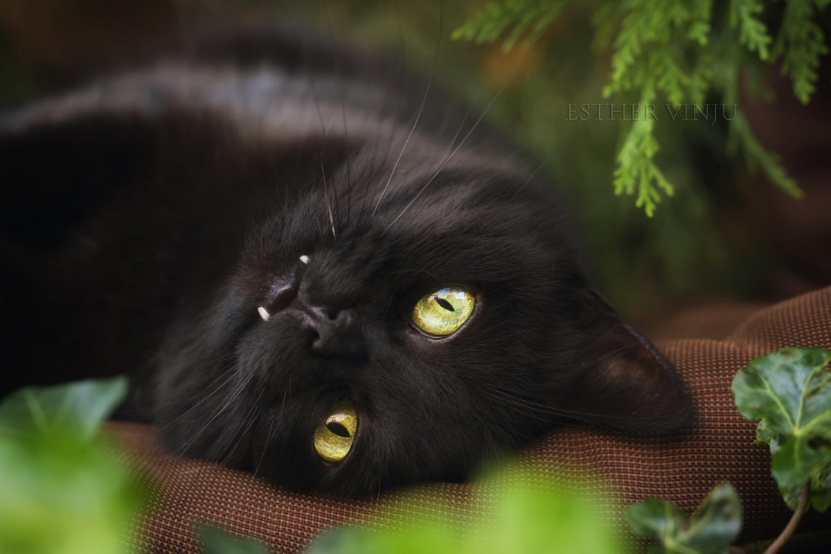Черный кот обои - 58 фото