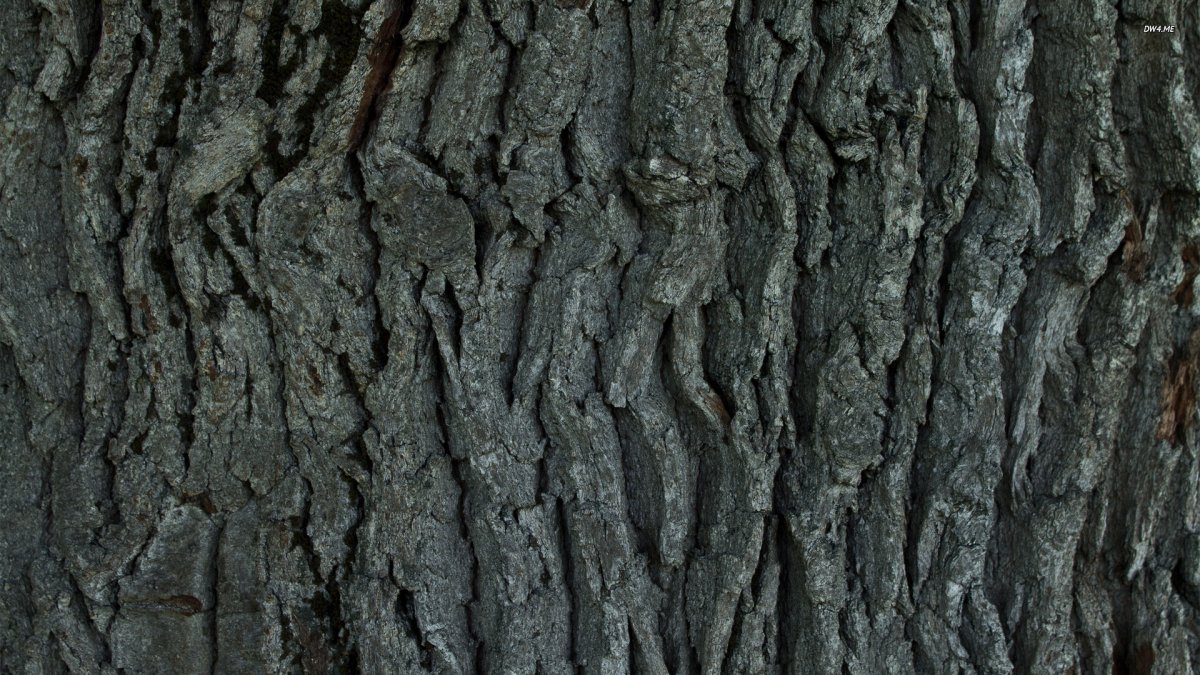 Кора дерева текстура