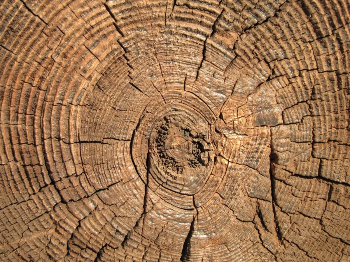Текстура сруба дерева бесшовная - 31 фото