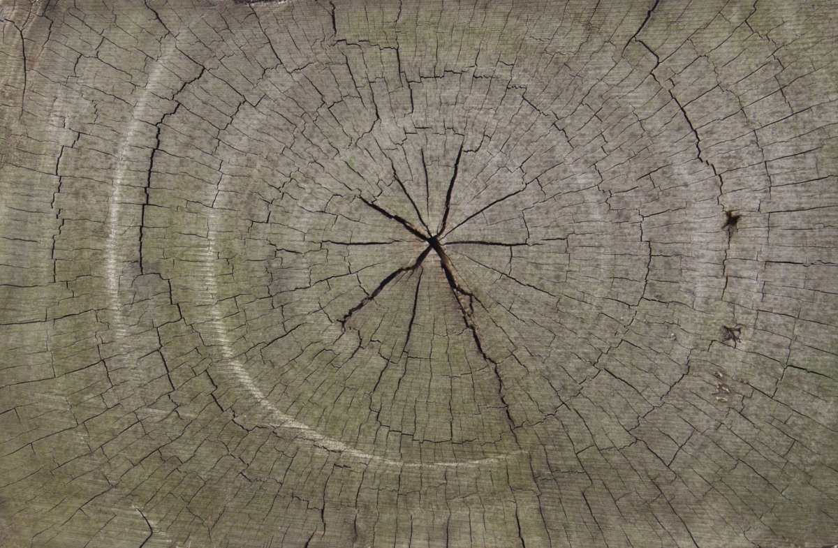 Срез дерева текстура бесшовная