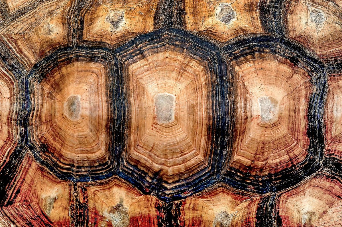 Панцирь черепахи текстура