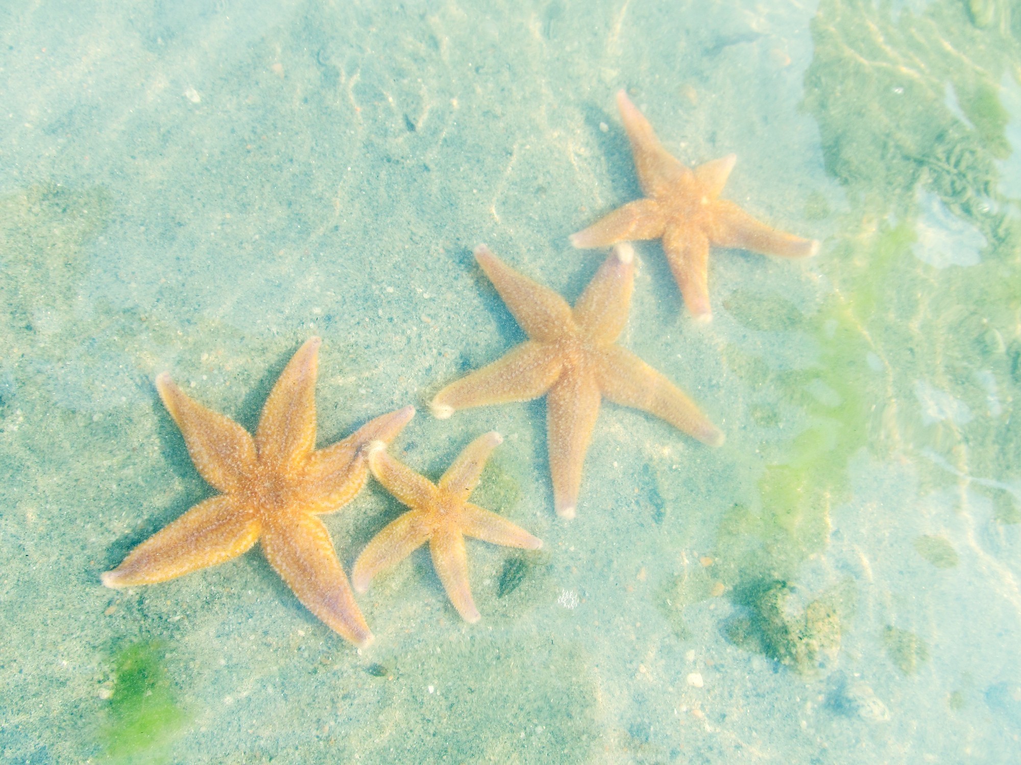 Морские звезды на дне. Морская звезда. Морская тематика. Морские обои. Морская звезда Эстетика.