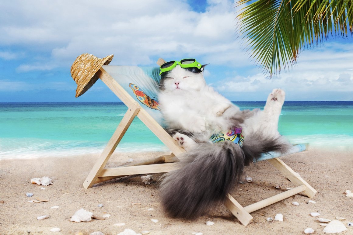Хорошо отдохнули на пляже. Кот отдыхает. Кот на пляже. Лето отпуск. Лежак для кота.