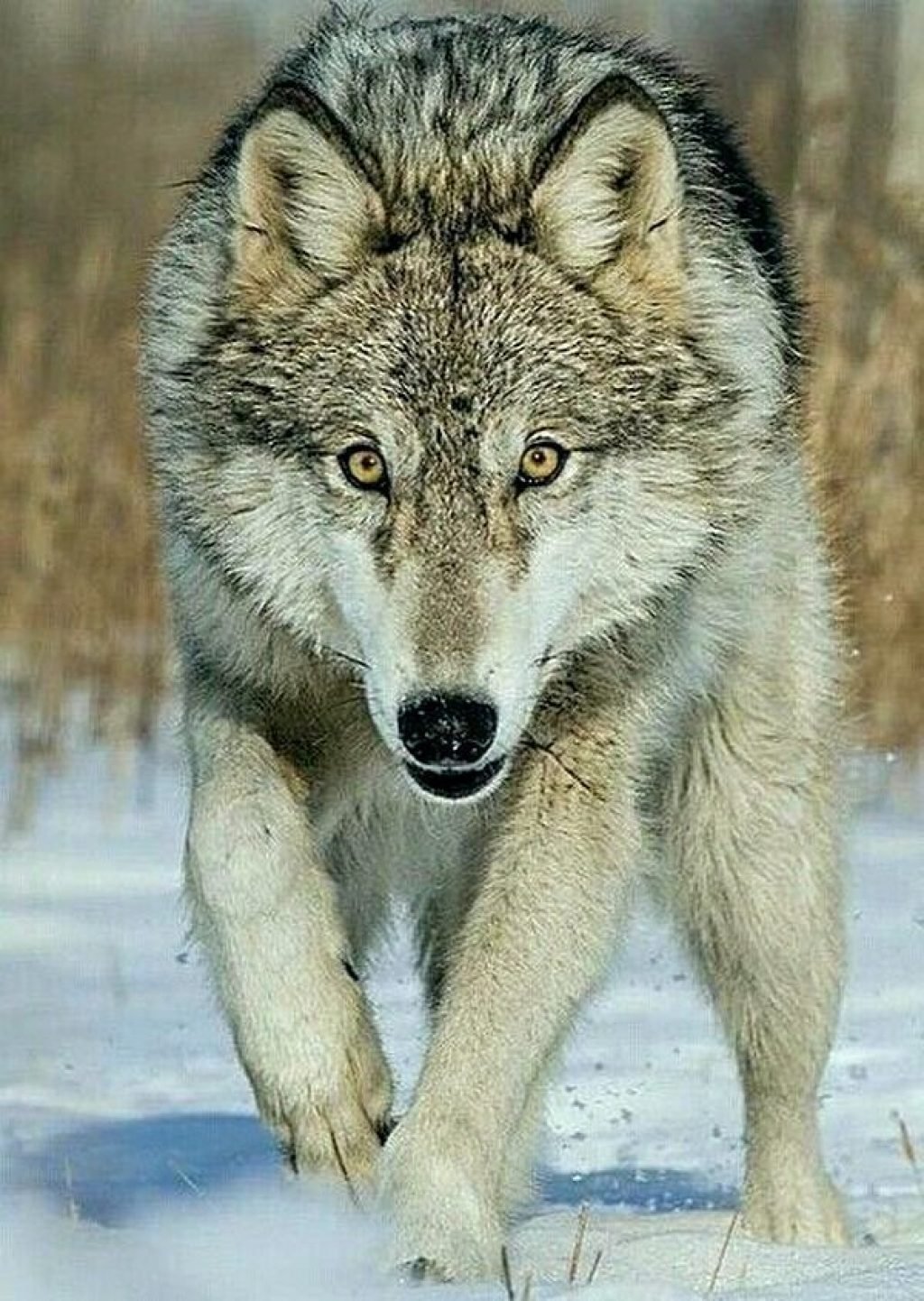 Картинки волка