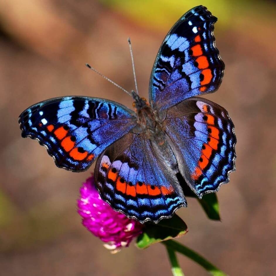 Удивительно красивые бабочки, которых Вы ещё не видели (+ ФОТО )