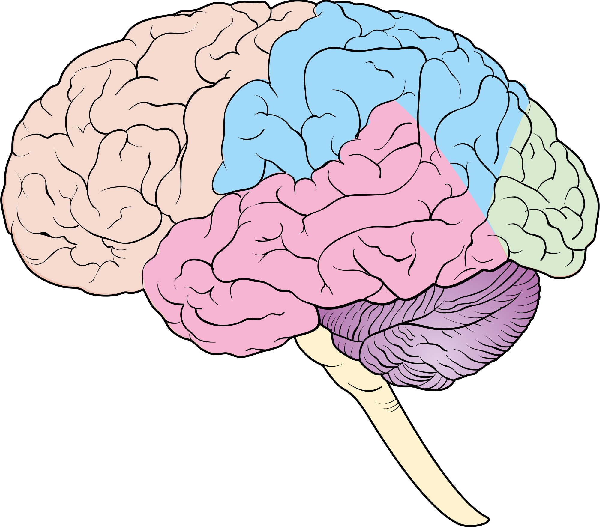 Картинки головного. Мозг рисунок.
