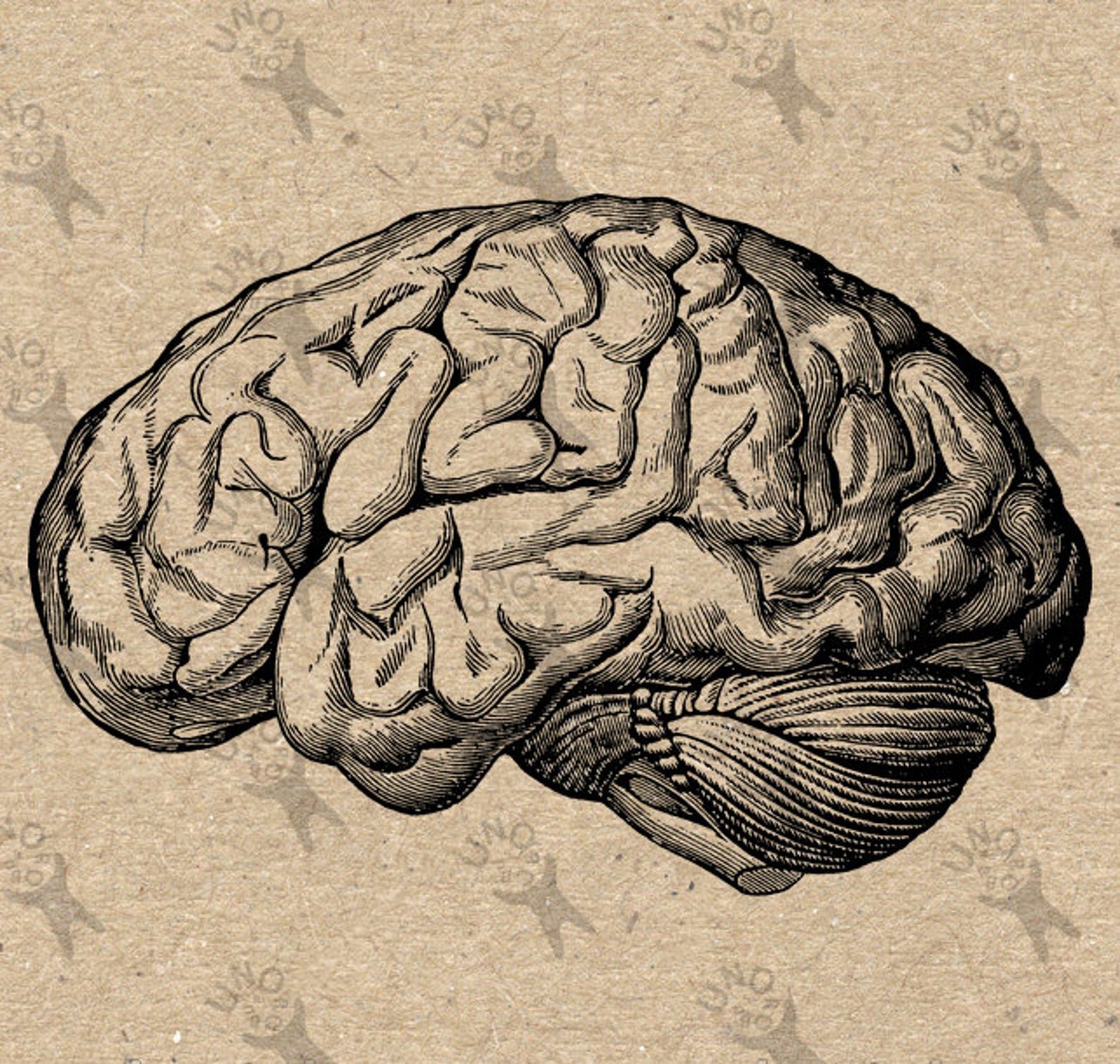 Картинки головного. Мозг рисунок. Мозг человека арт. Мозг картинка.