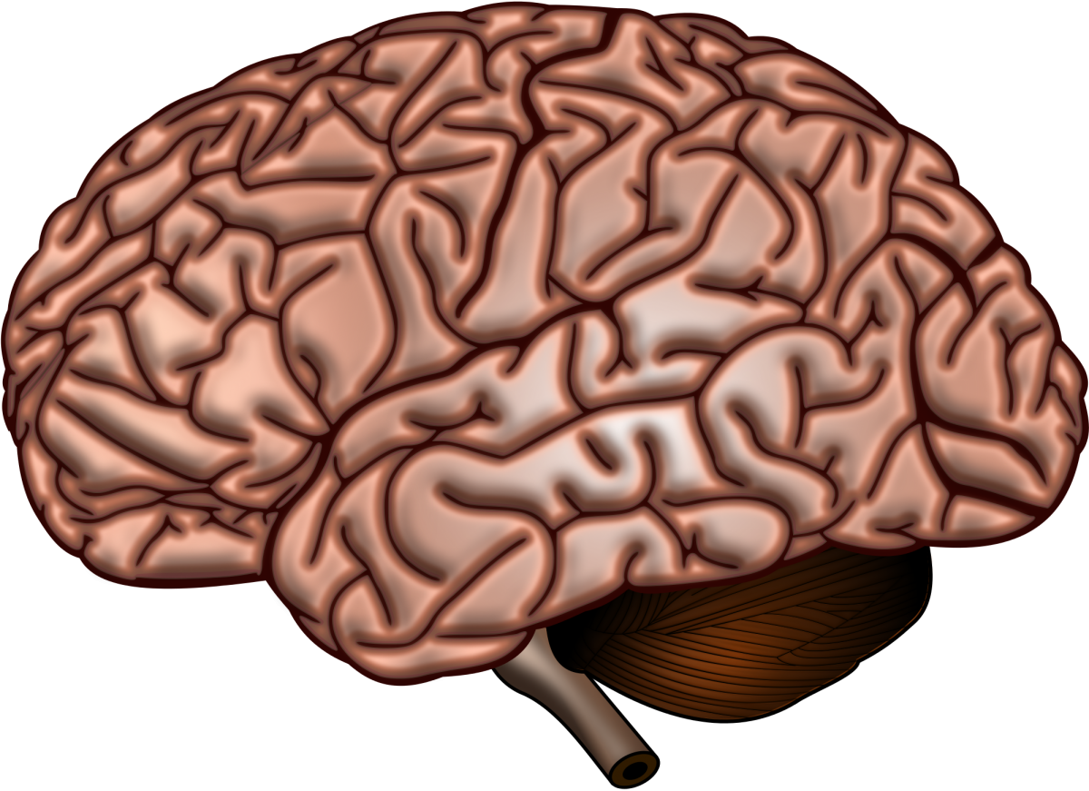 Мозги картинка. Мозг анатомия.