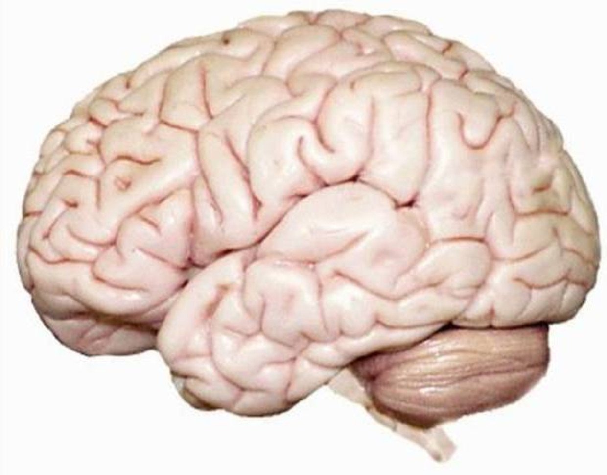 Large brain. Мозг картинка.
