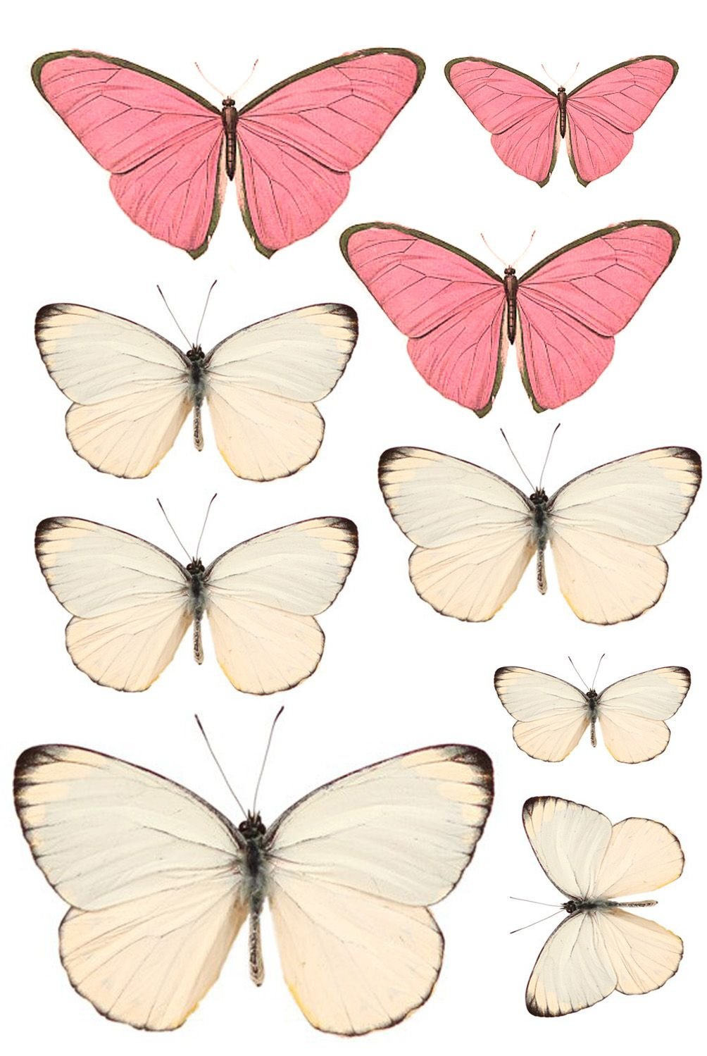 Бабочки розовые распечатать. Розовые бабочки. Бабочки цветные. Вафельные бабочки. Розовые бабочки фотопечать.