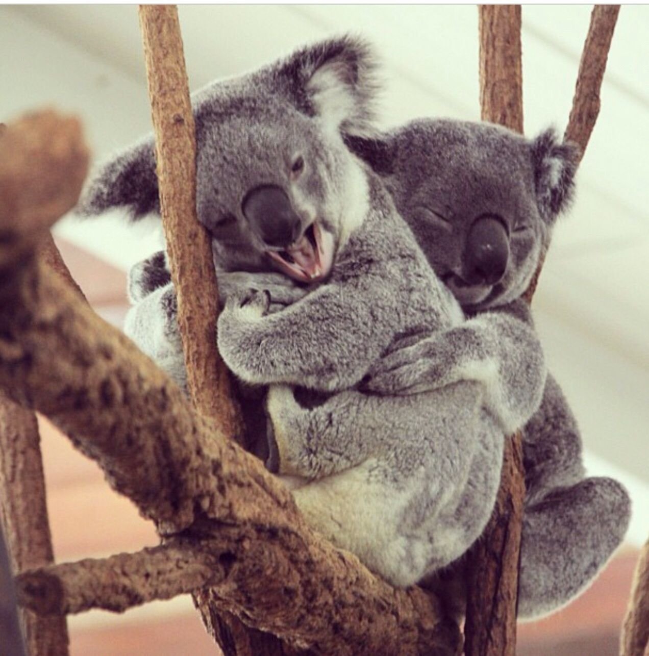 Обнимаю прикол. Коала. Коалы обнимаются. Влюбленные коалы. Милые Детеныши животных.