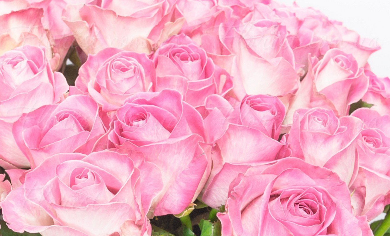 Розые розы. Бледно розовые розы. Светло розовые розы.