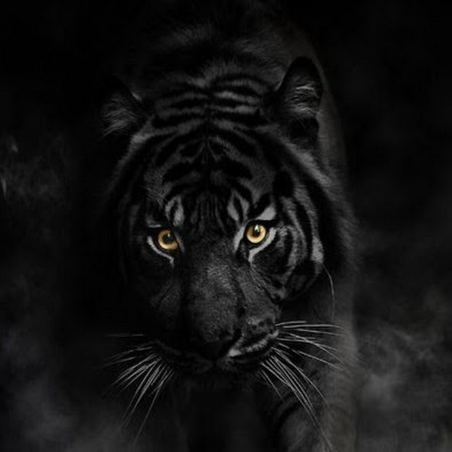 Картинки черные тигры (77 фото)