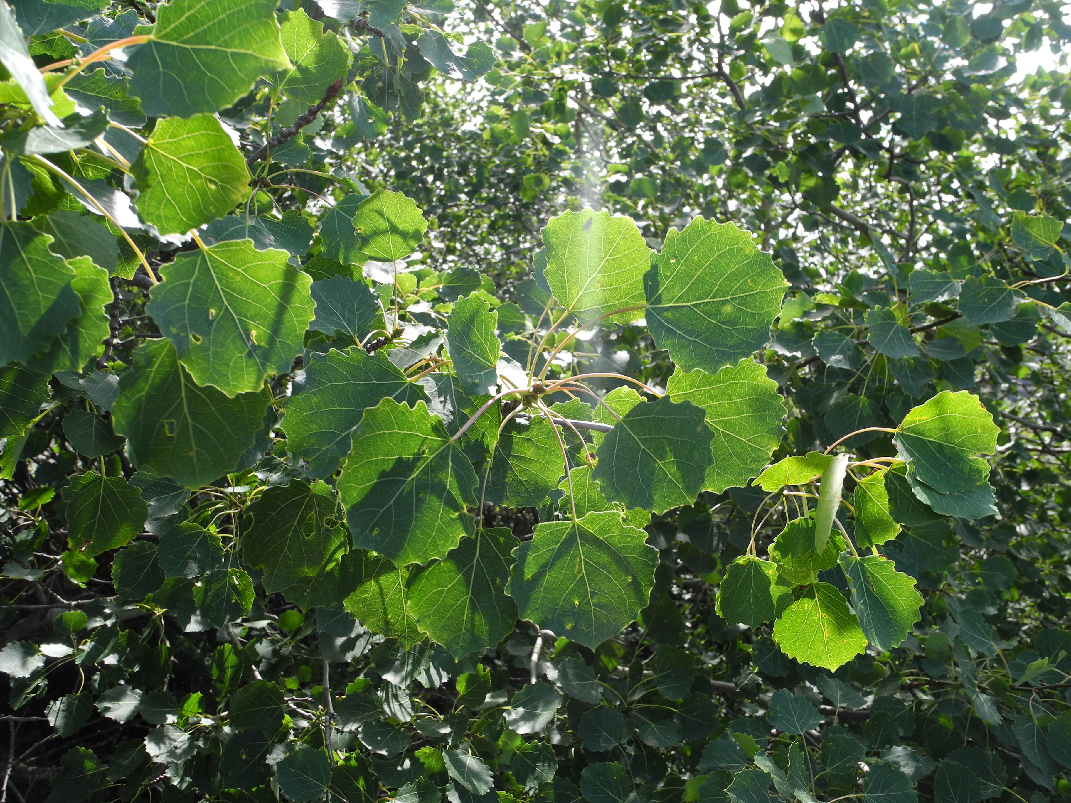 Лист молодой осины. Осина (Populus tremula). Тополь дрожащий осина. Тополь дрожащий (Populus tremula). Осина Сибирская.