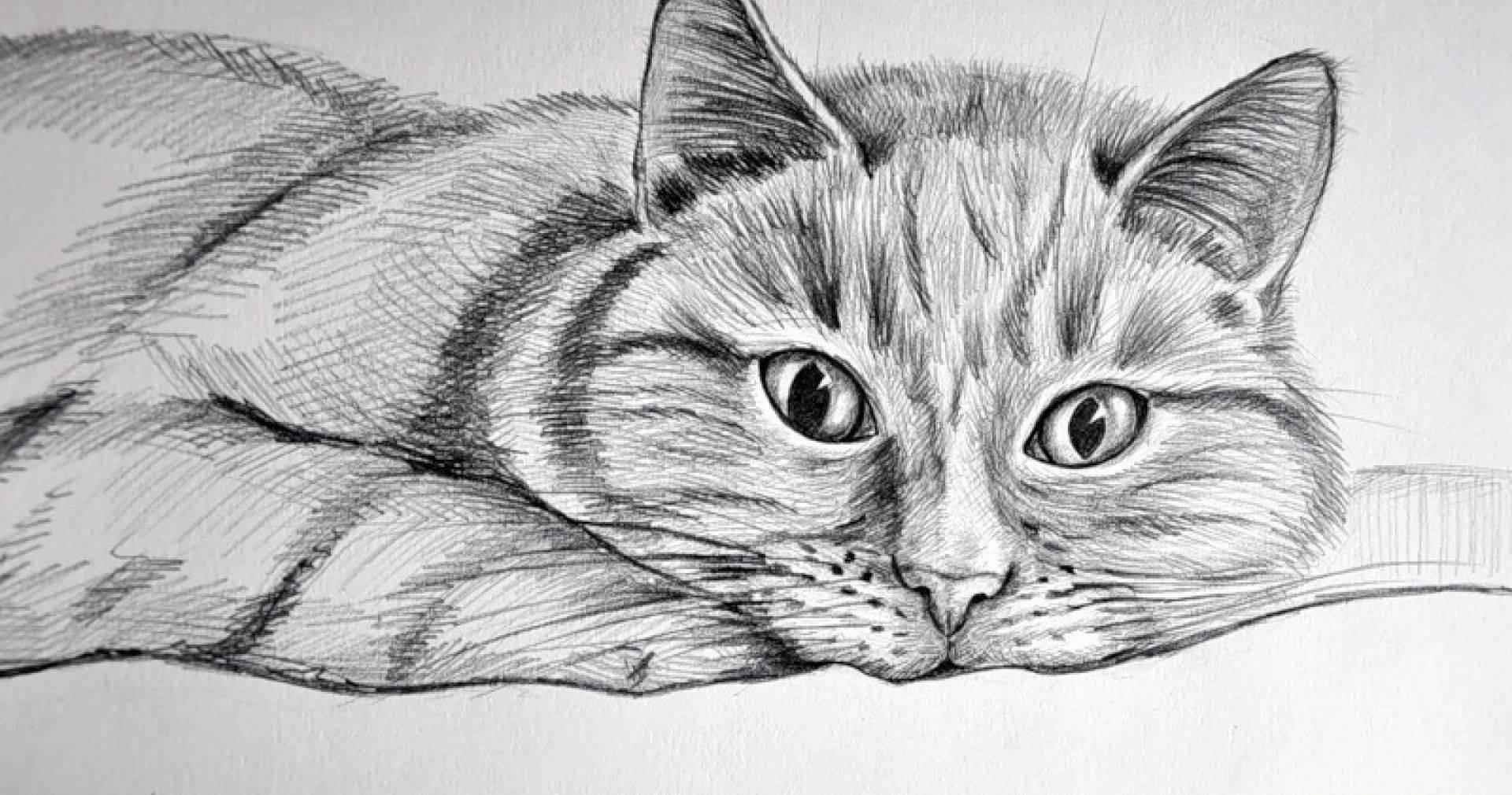 картинки кошки рисовать карандашом