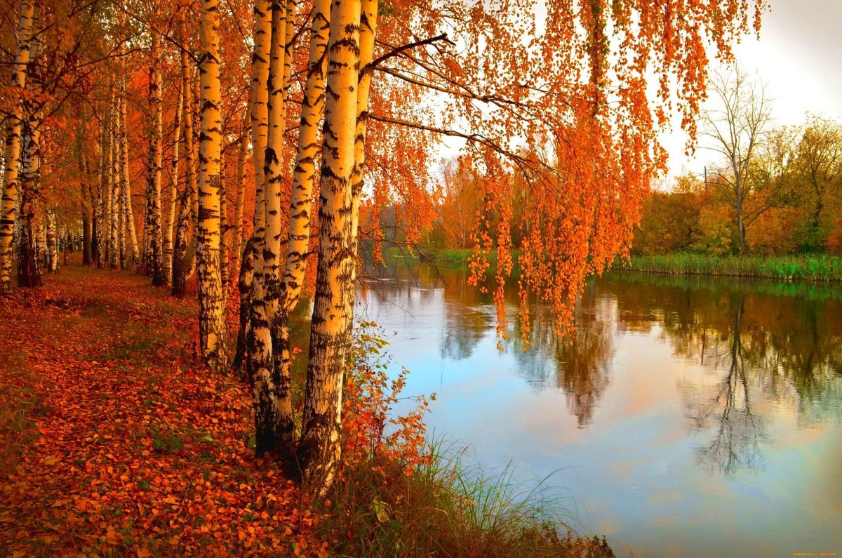 Красивые картинки золотая осень