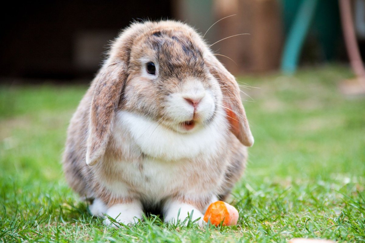 Картинка с забавным кроликом на аву