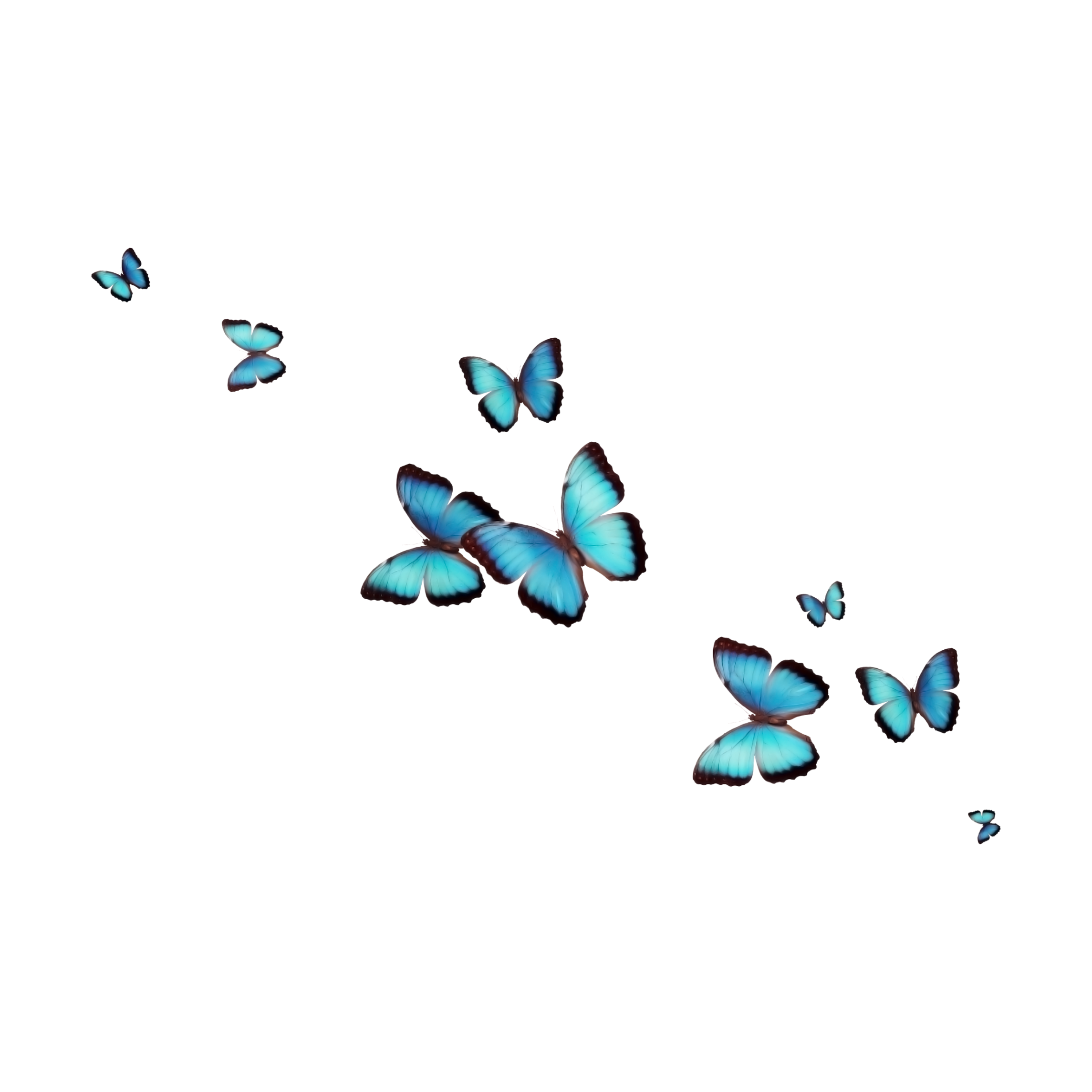Прозрачная гифки анимации. Летающие бабочки на прозрачном фоне. Анимированные бабочки на прозрачном фоне. Бабочки анимация на прозрачном фоне. Голубая бабочка на прозрачном фоне.
