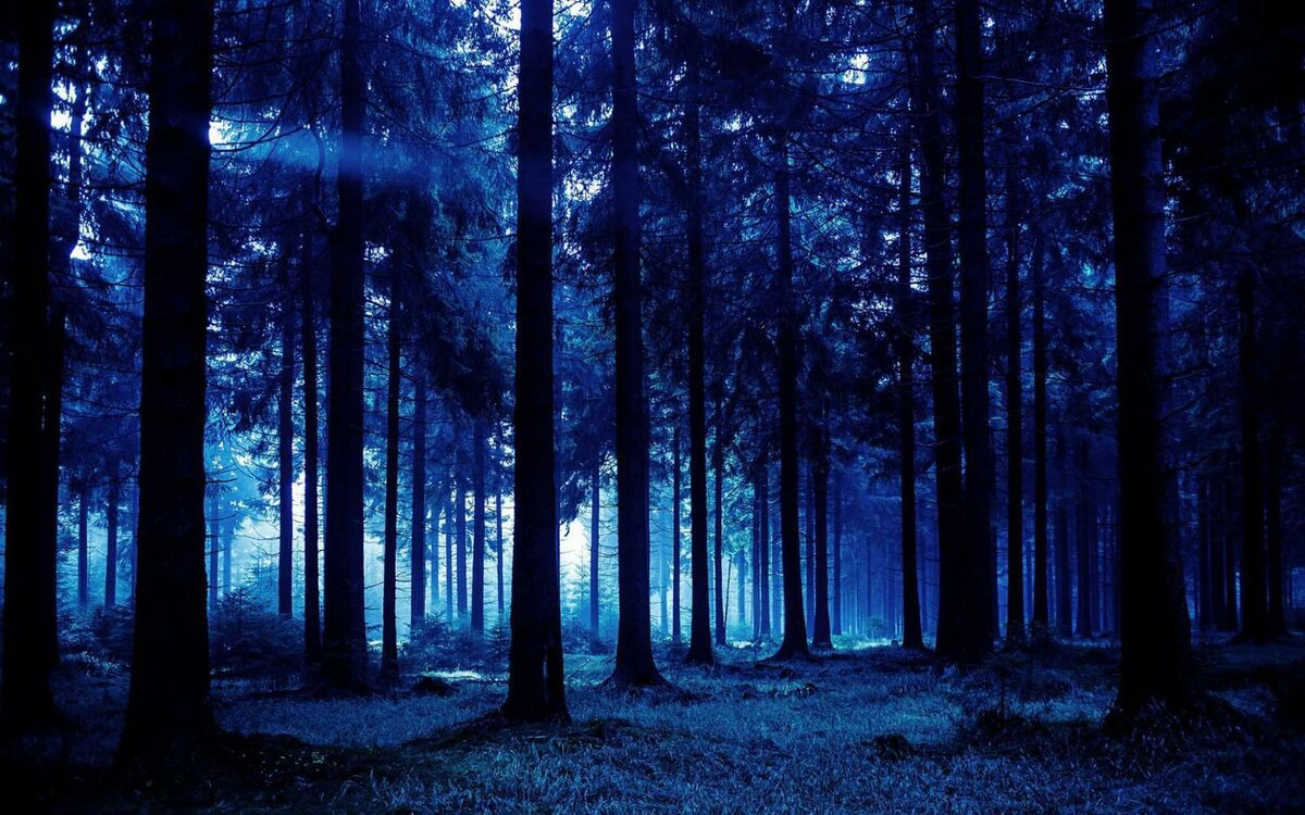 красивые фоны темного леса