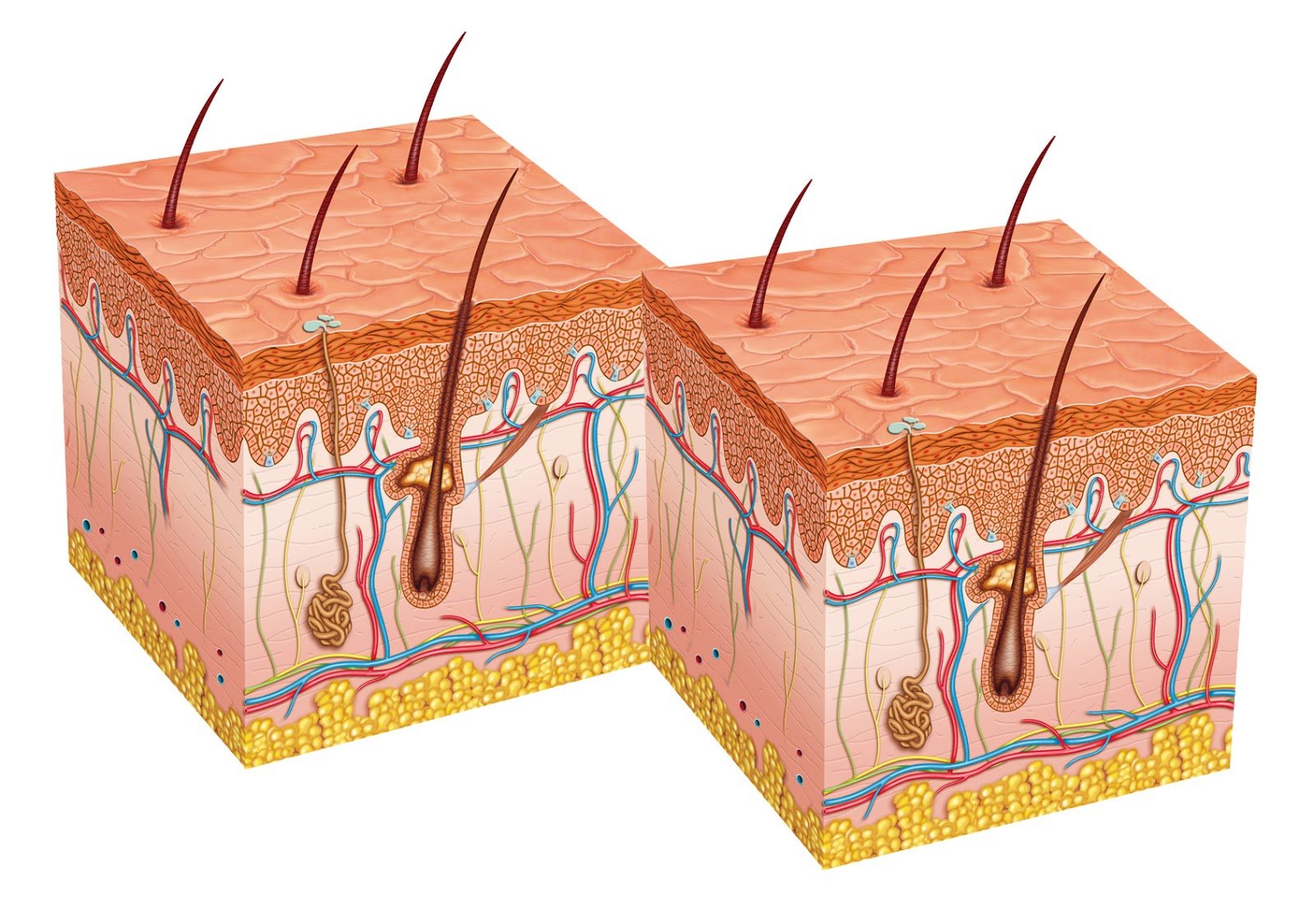 Корень волоса клетки