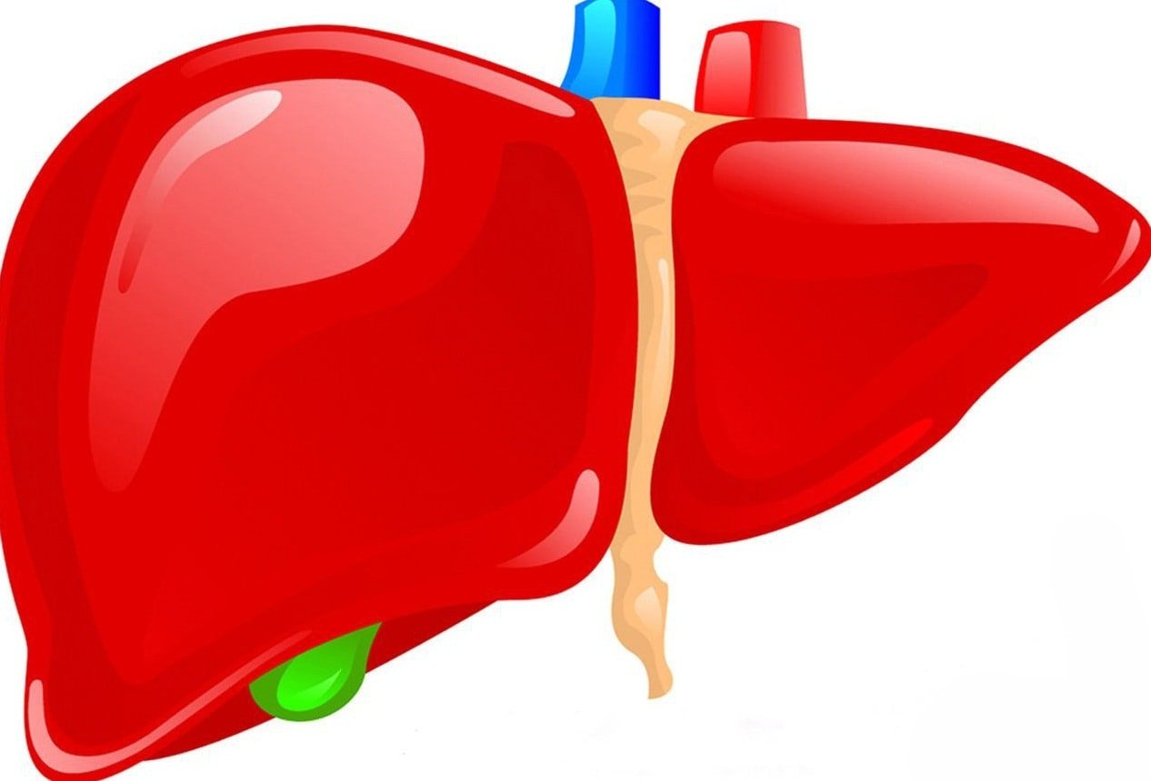 Картинки про печень
