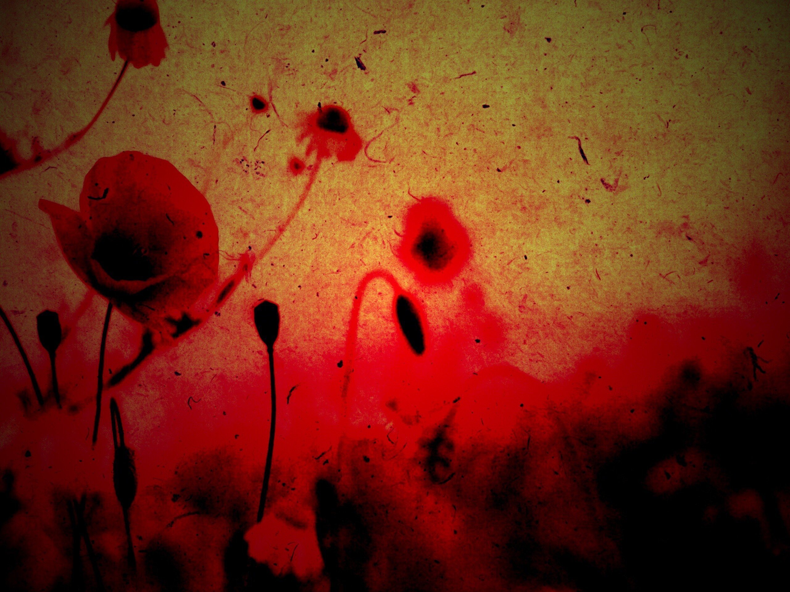 Кровавый цветы 91