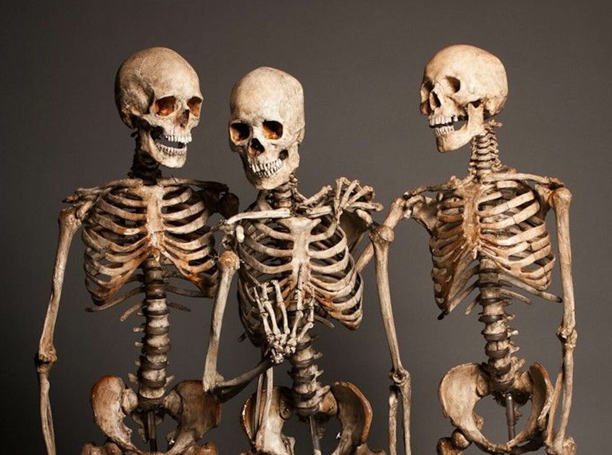 Bone people. Человеческие кости. Скелет. Человеческий скелет.