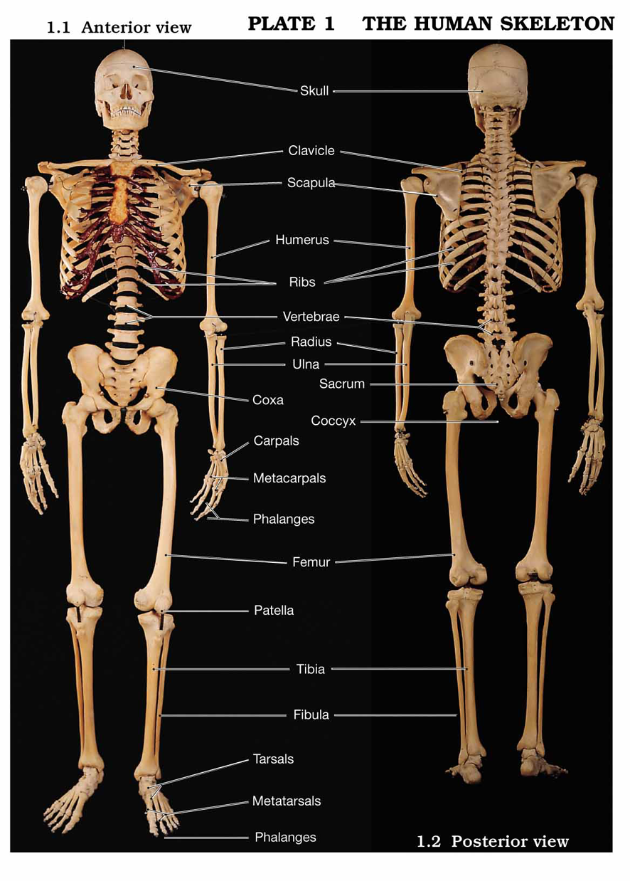 Скелет с названиями костей на русском языке. Название частей скелета человека. Строение костей человека с названиями. Строение скелета кости. Человеческий скелет анатомия.