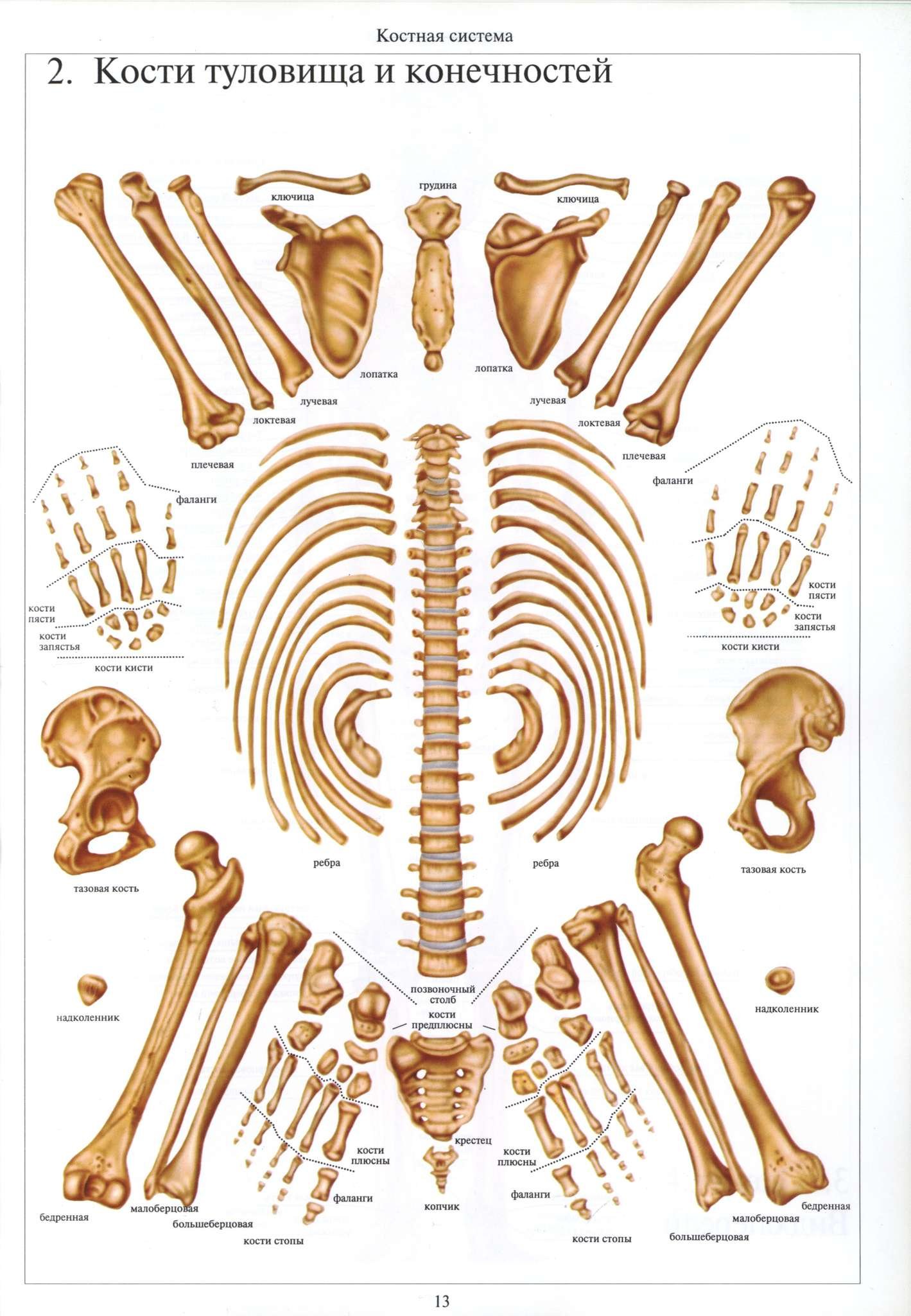 Назовите длинные кости. Кости скелета анатомия. Строение костей человека с названиями. Кости туловище анатомия строение. Анатомия человека кости скелета отдельно.