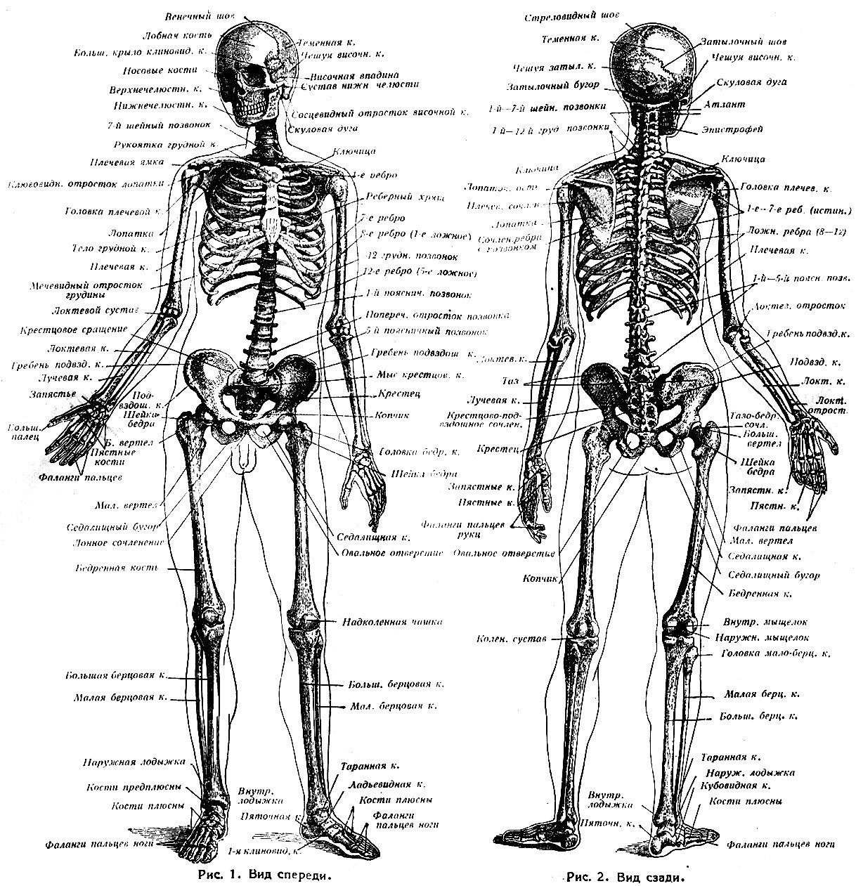 Скелет с названиями костей на русском языке. Строение скелета человека спереди.