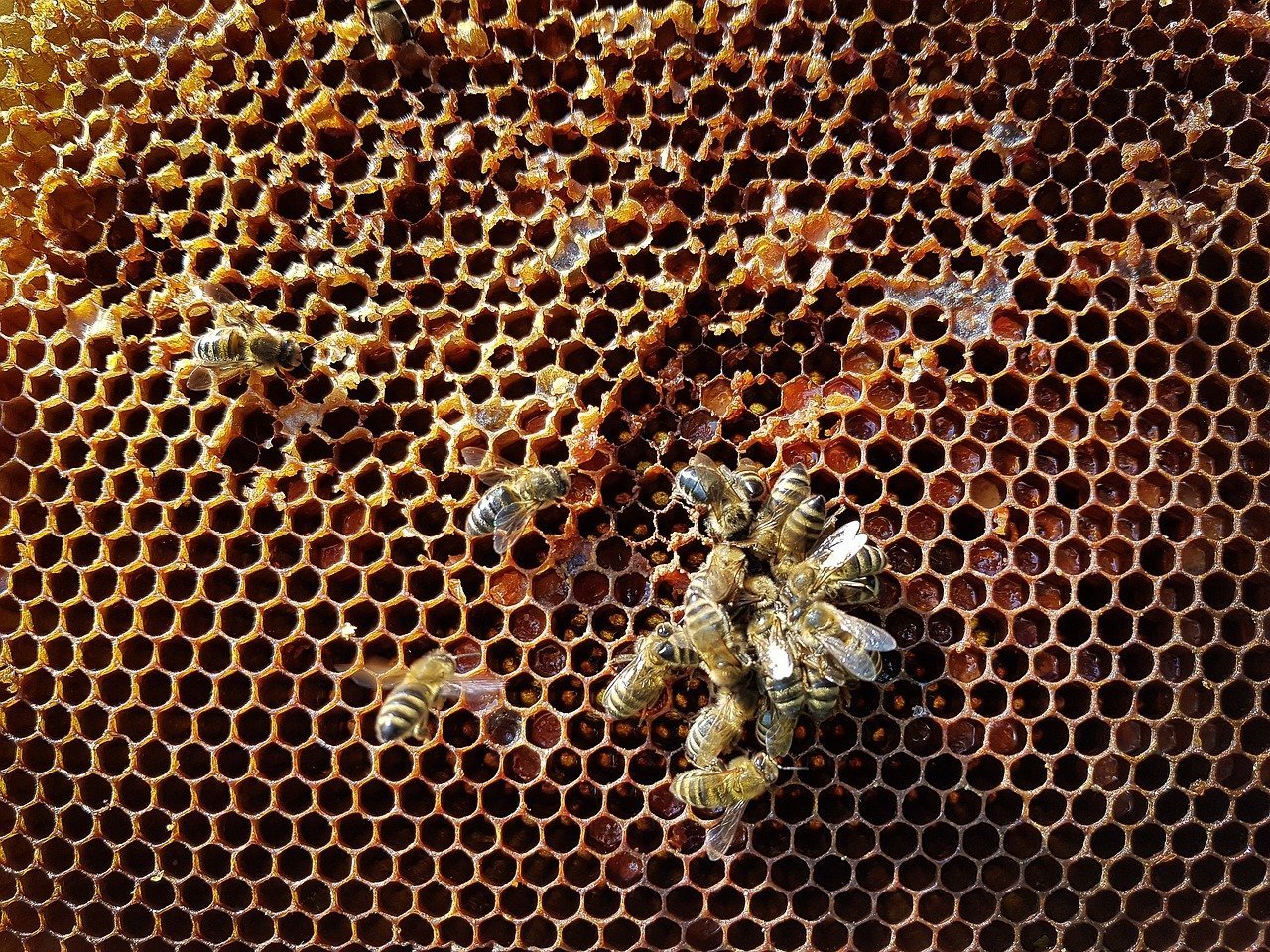 Как получить пчелиные соты. Соты пчелиные. Соты меда. Пчелиная ячейка. Пчелиный сот.