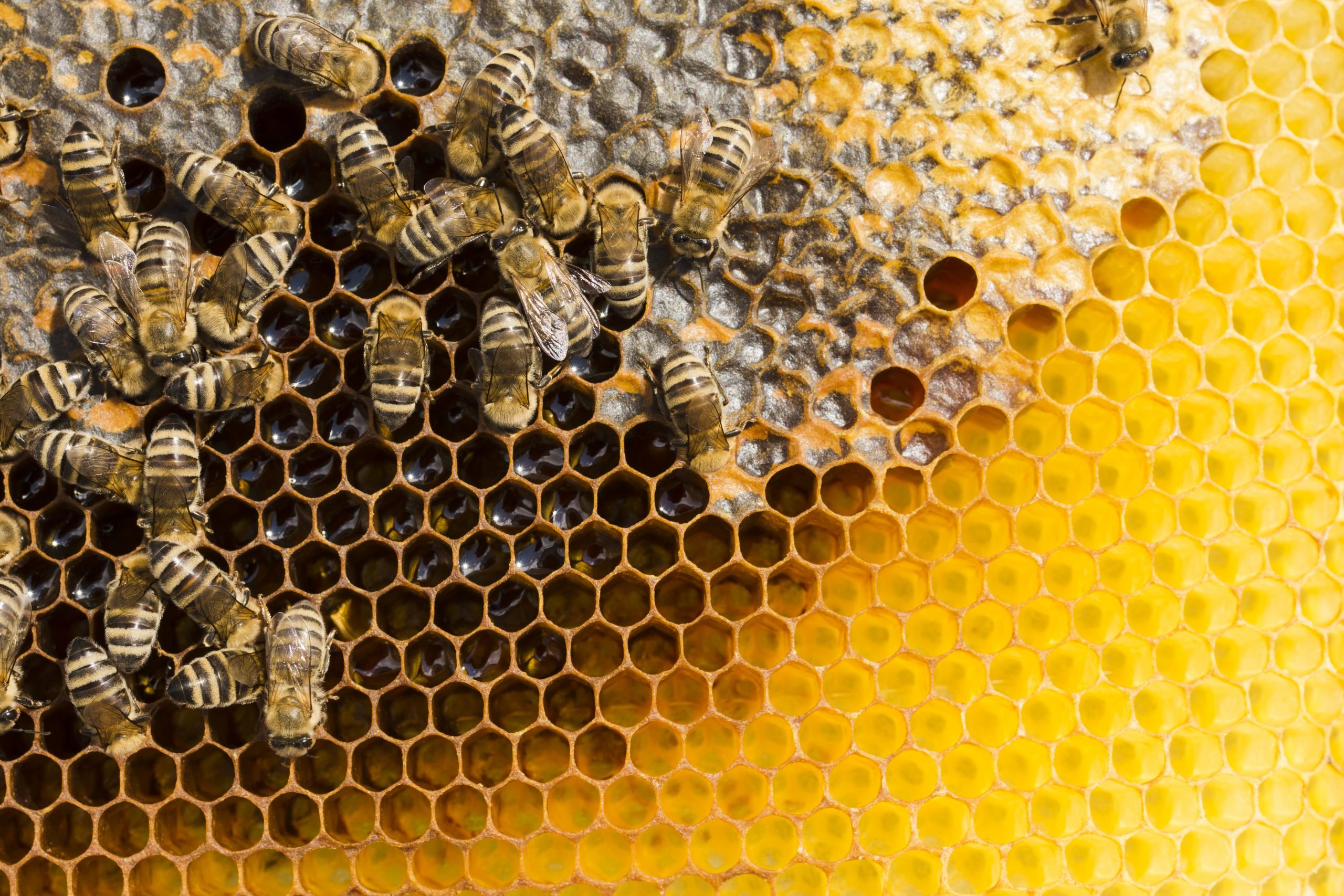 Как получить пчелиную соту. Соты. Соты пчелиные. Пчела на сотах. Соты меда.
