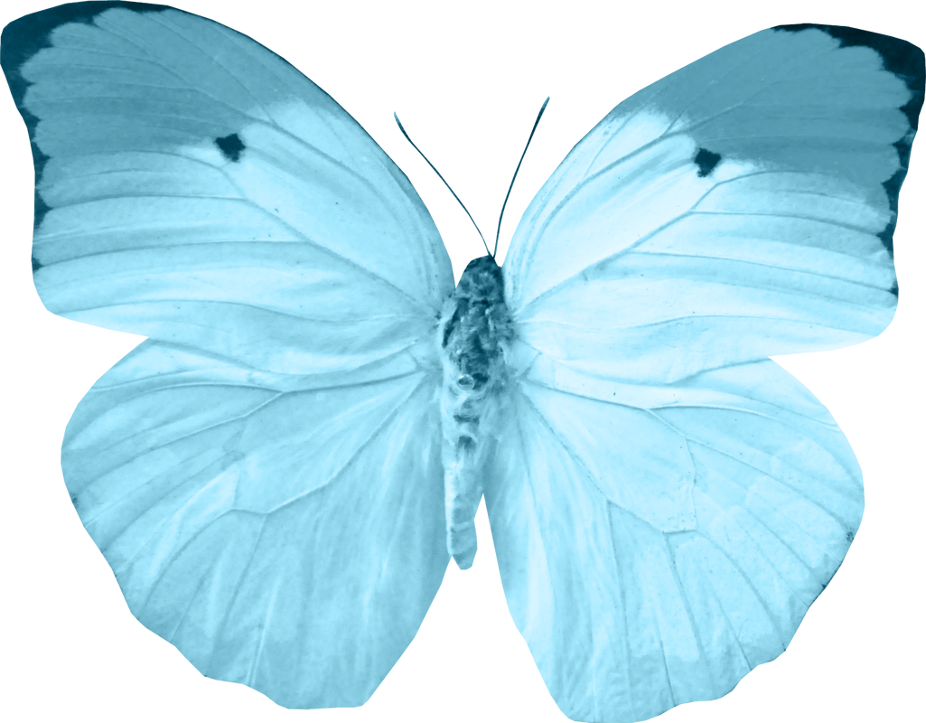 Голубые бабочки картинки