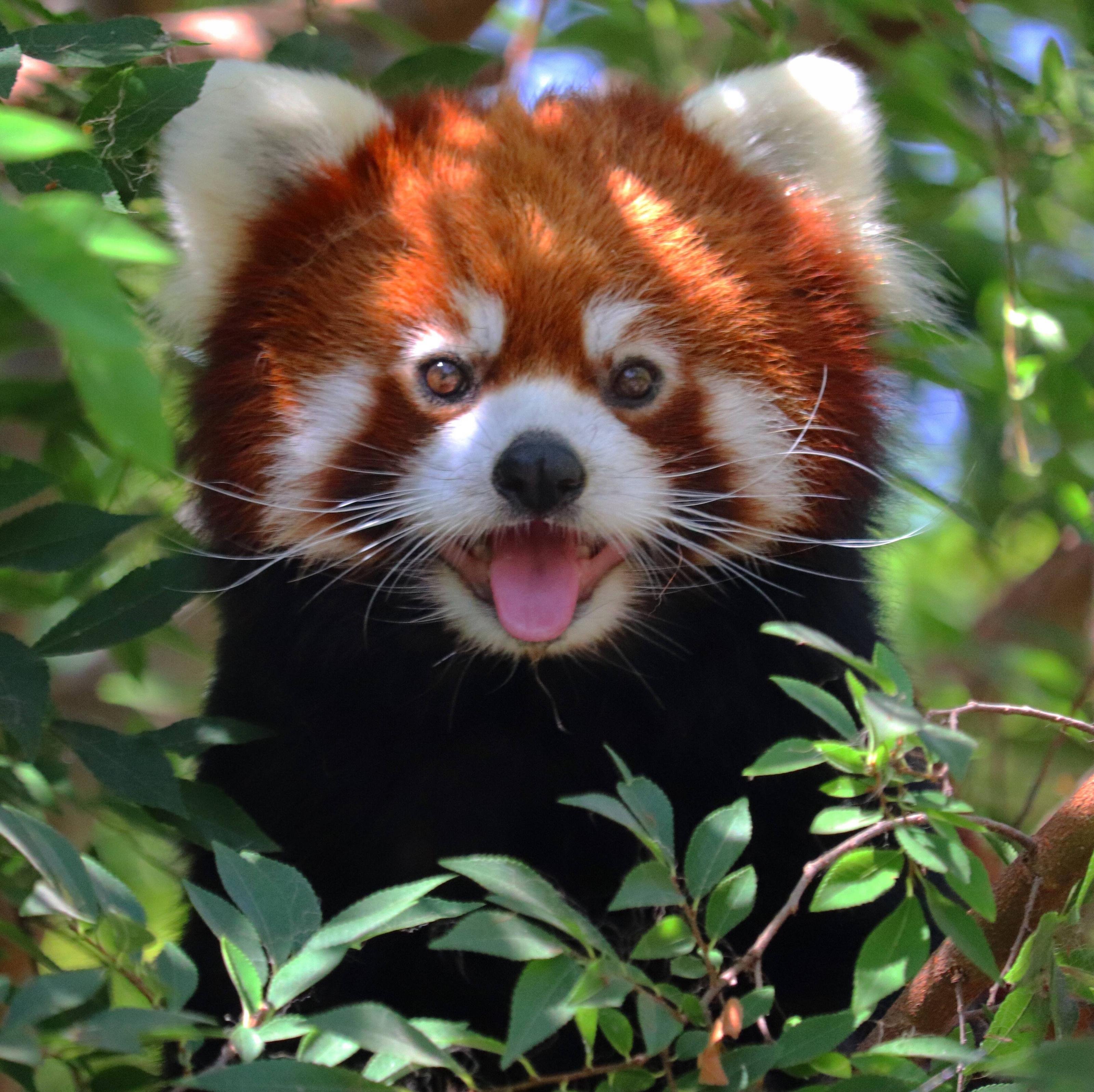 Милые животные виды. Красная енотовидная Панда. Малая (красная, рыжая, енотовидная) Панда. Гималайская красная Панда. Малая Панда.