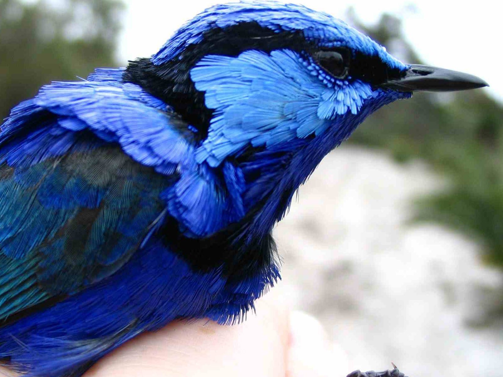 Какая птица имеет большие глаза. Сиалия Лазурная птица. Голубая андигена. Синяя птица. Синяя птичка.