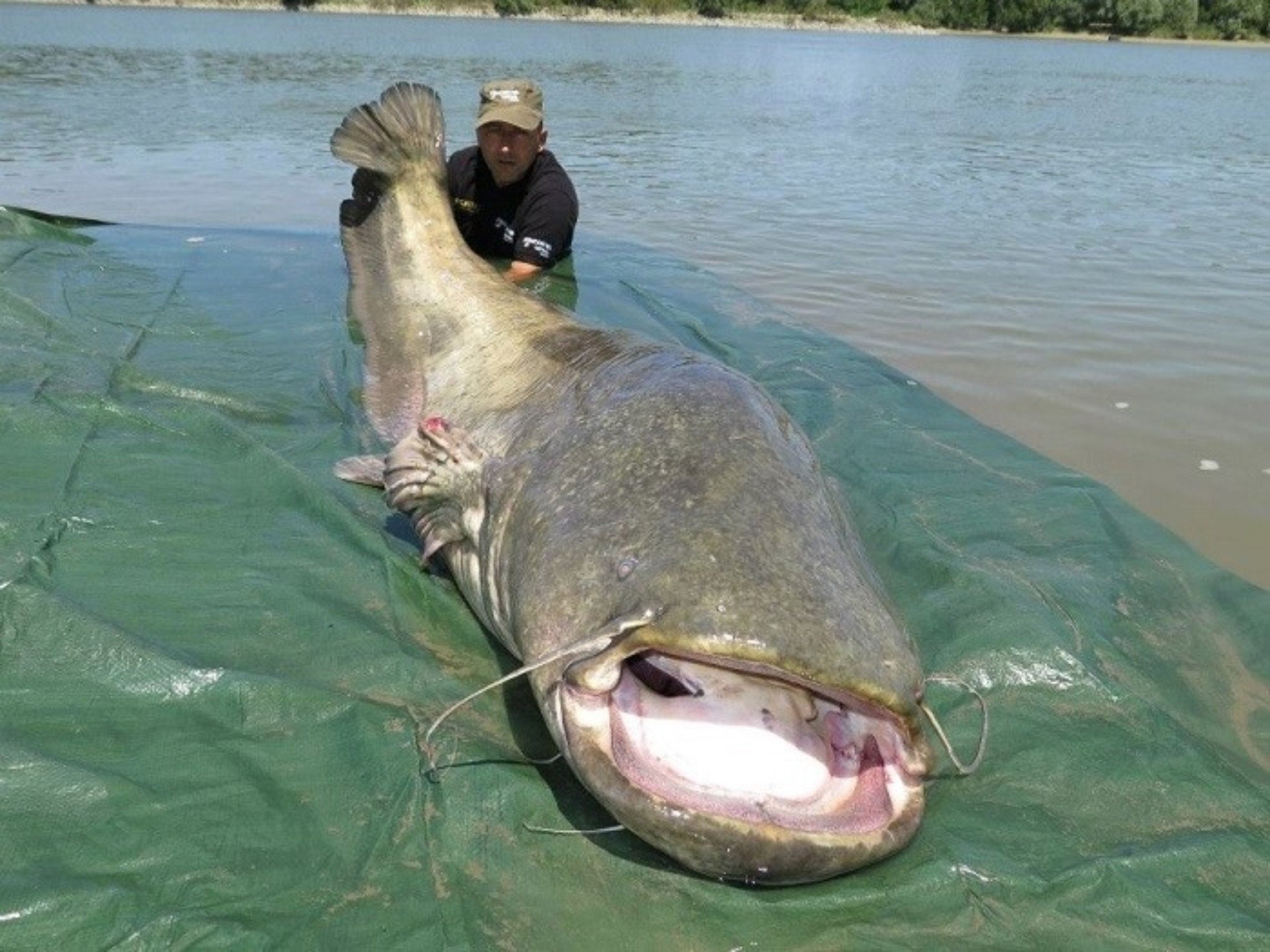 Самая большая рыба в калининградской области. Сом гунч самый большой в мире.